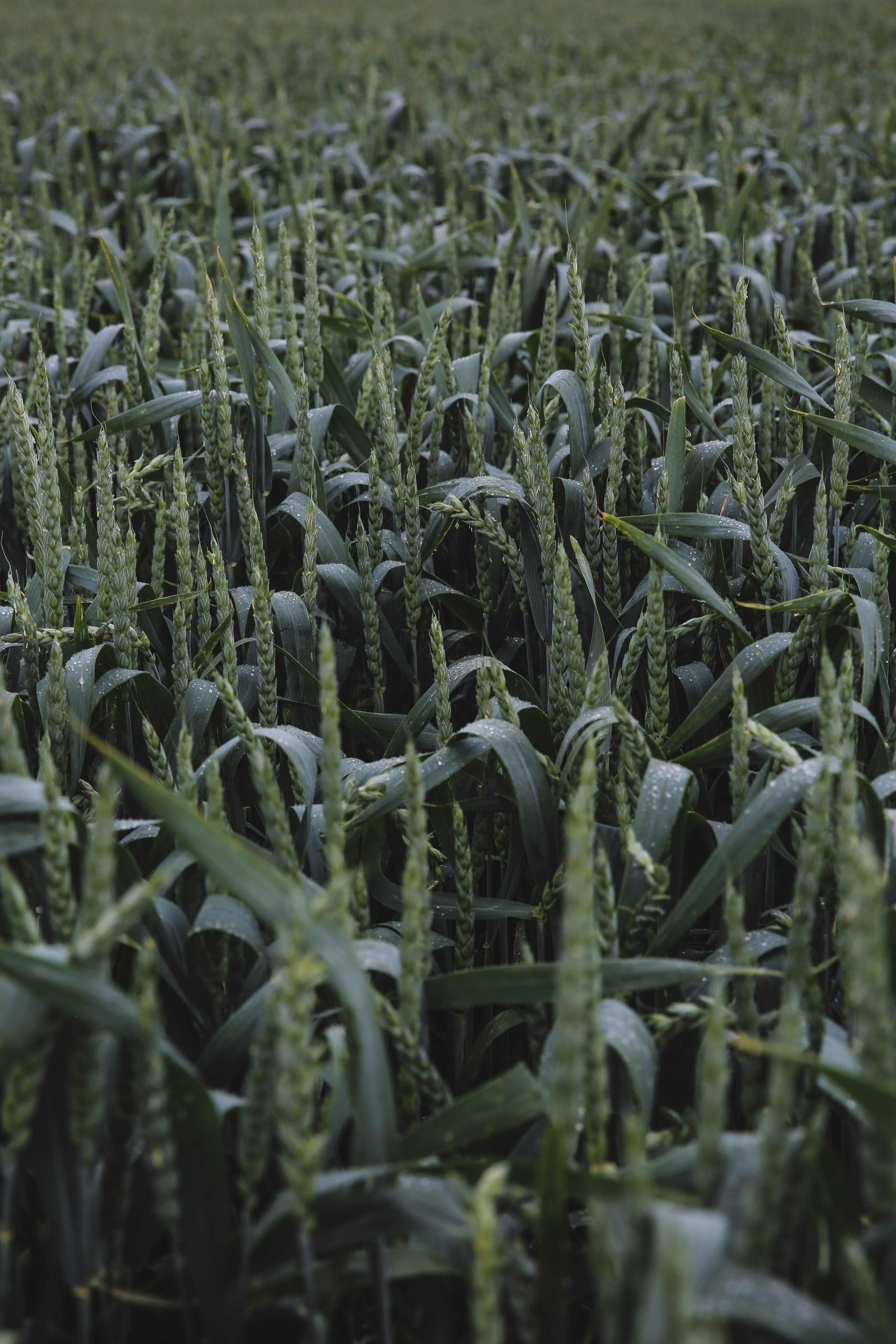 tranquility, 5K, product, aloe, rural scene, environment, landscape, fog, field, growth, land, green, dew, selective focus, filed, farm, biology, agriculture, Phone HD Wallpaper