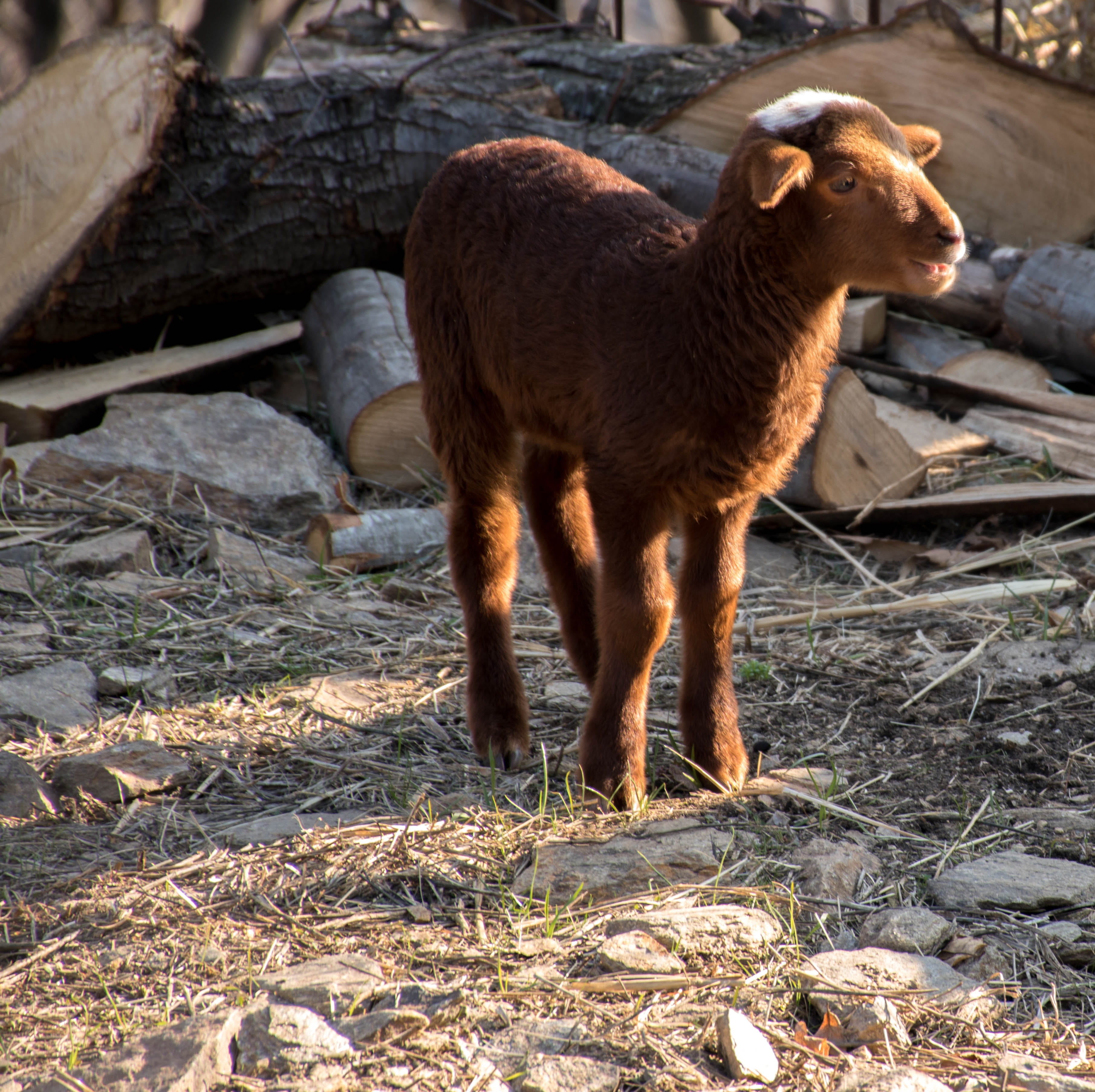 domestic animals, domestic, agro-industry, sheep, livestock, wool, sunlight, land, pets, herbivorous, nature, animal, one animal, young animal, brown, day, HD Wallpaper