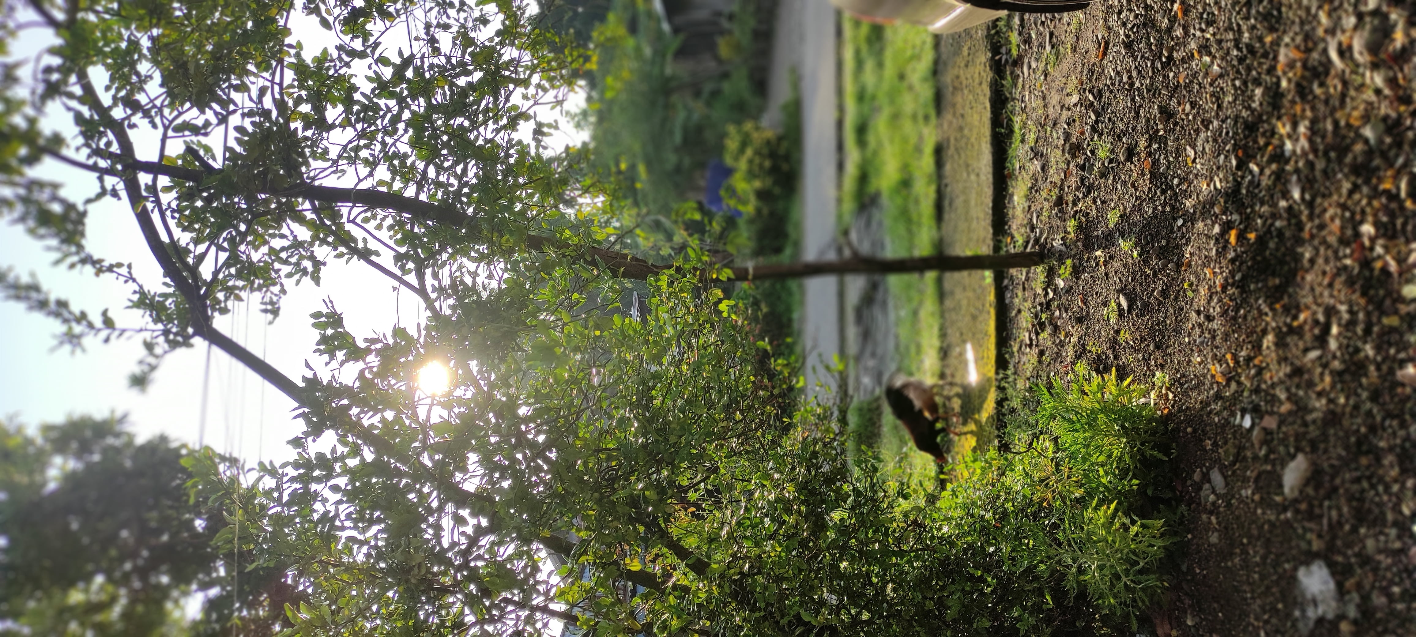 morning, nature, Agro (Plants), landscape, planes, green background, Planthouse, good, green chair, plants, nature of fear, sun bathing, Harvest, Morning in a Pine Forest, HD Wallpaper