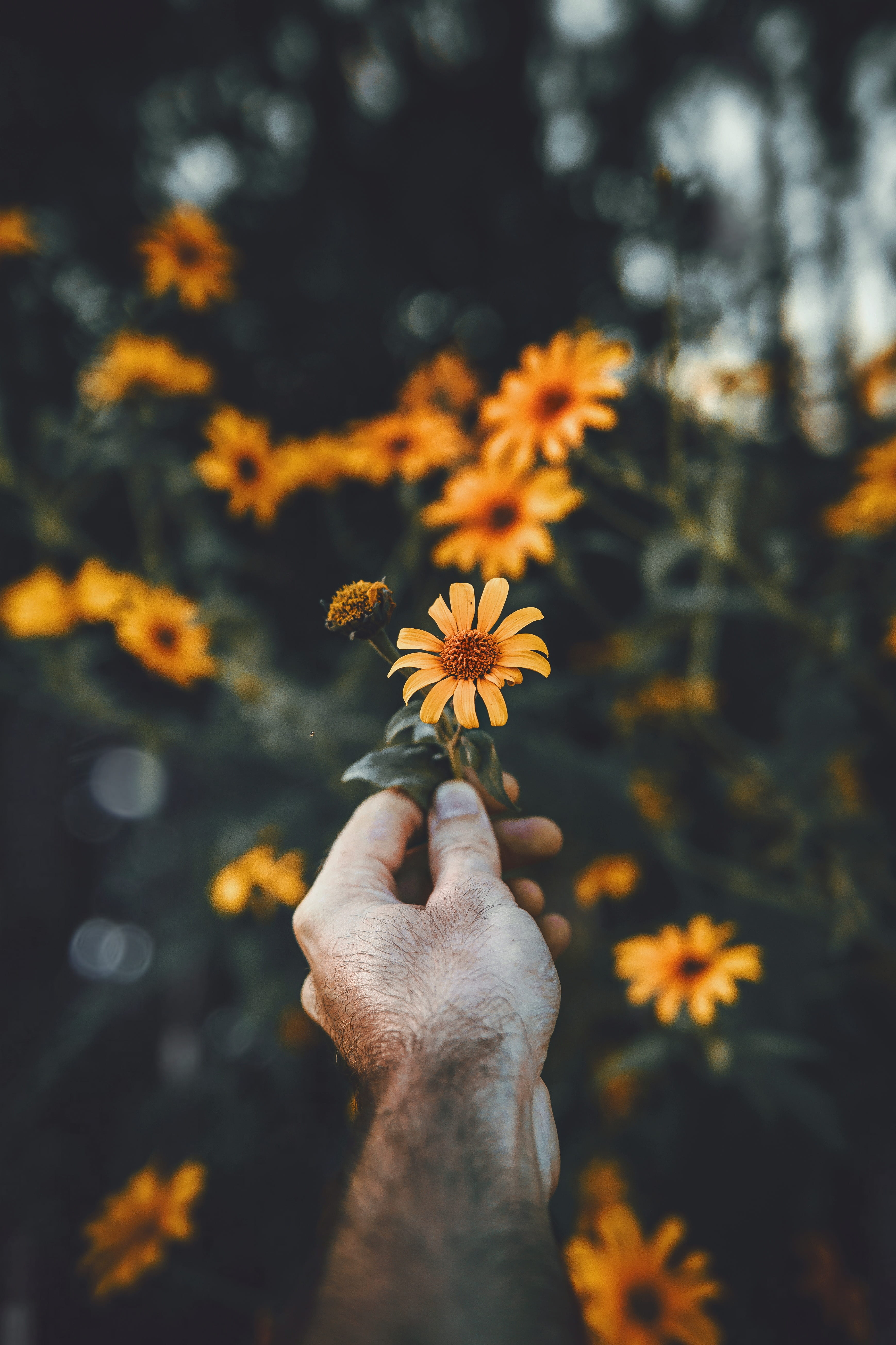 trees, holding flower, holding, fragility, petal, freshness, day, one person, human hand, green, 5K, personal perspective, flowering plant, yellow, sunflower, Phone HD Wallpaper
