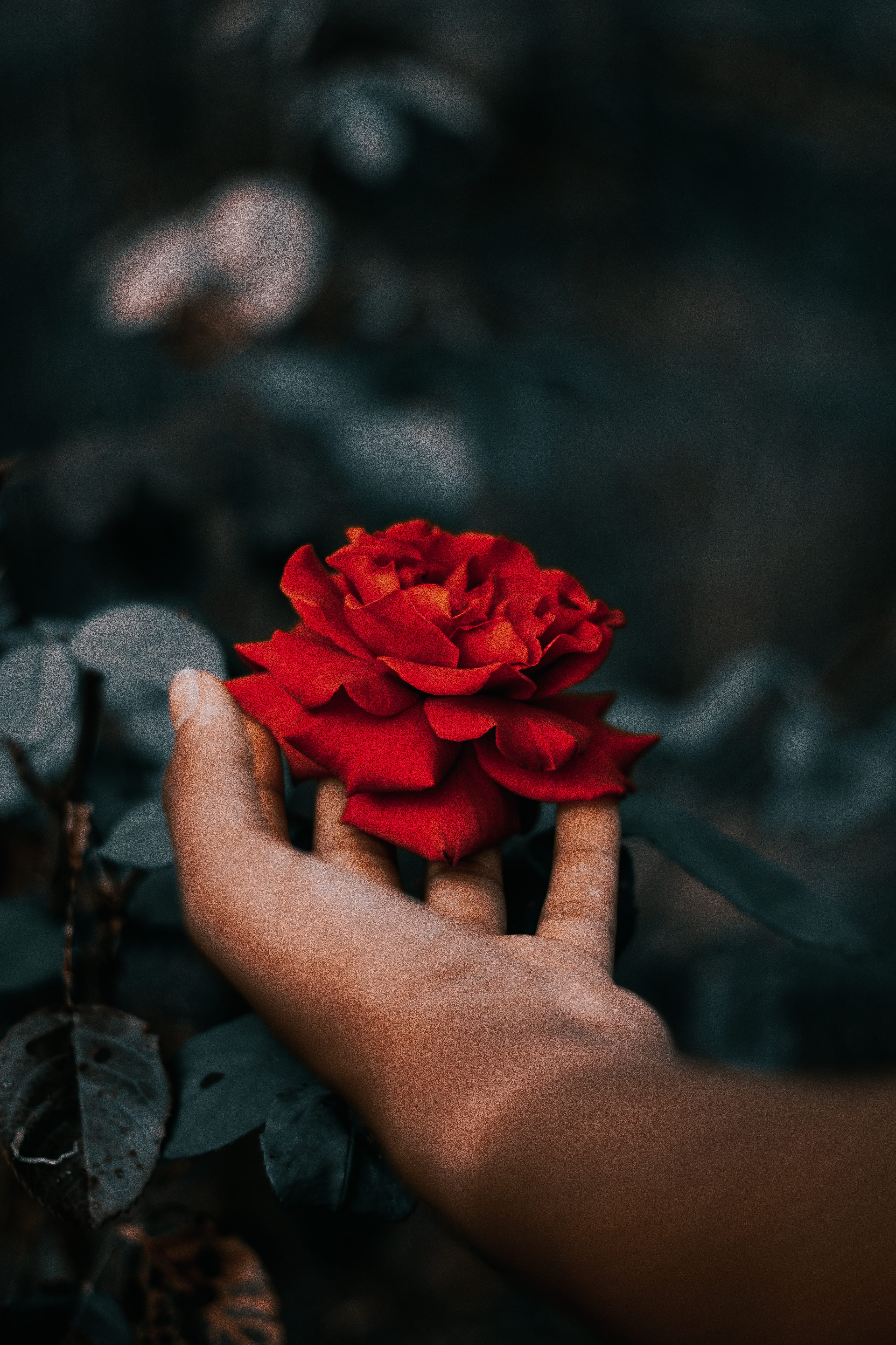 color, lush, women, rose, green, artist, backgrounds, people, 5K, petal, leaf, closeup, females, dark, rosa, wedding, red, photography, rich, soft, summer, Phone HD Wallpaper