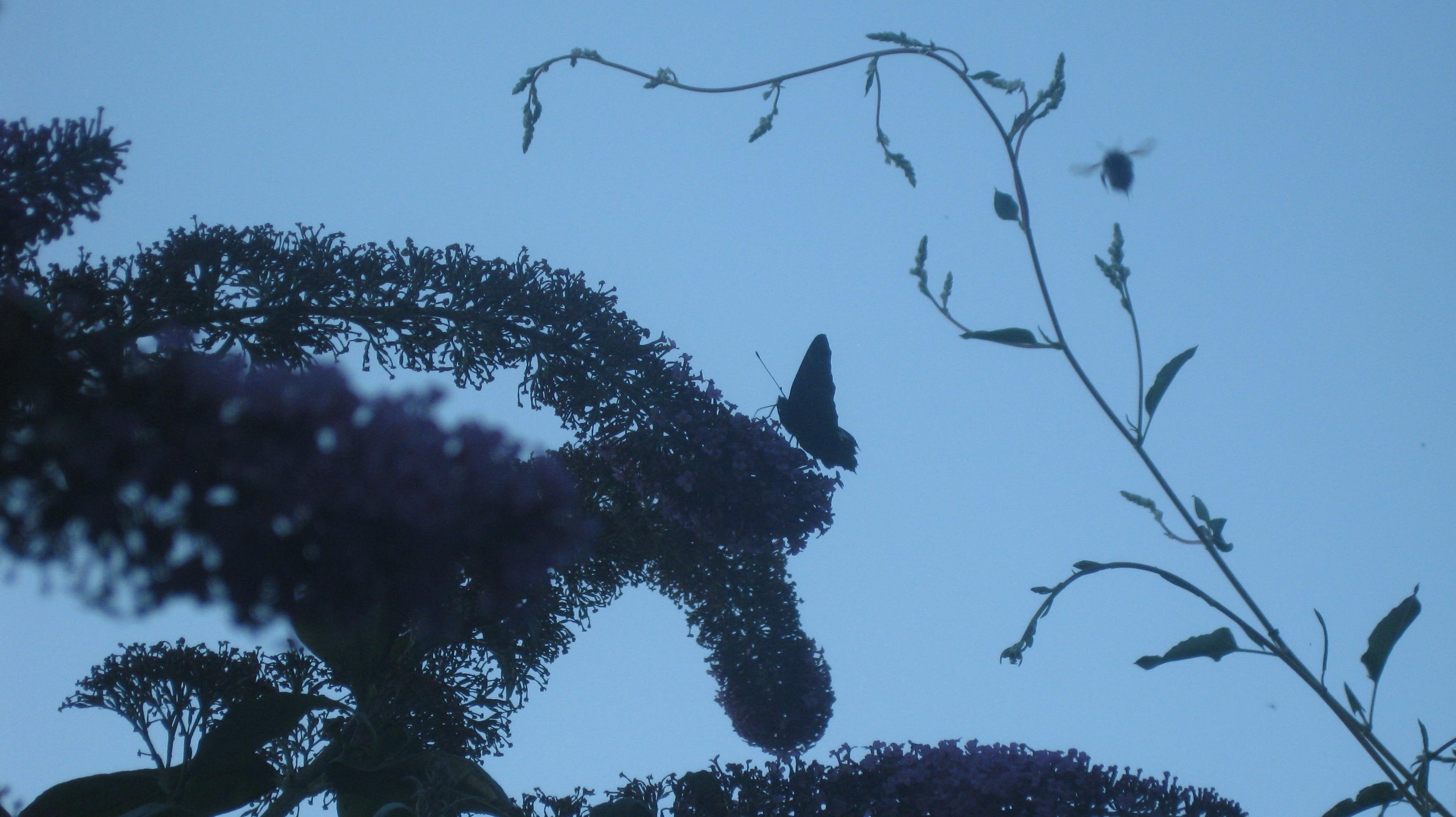 2K, zipp, last, cluster, silhouette, flowers, one, summer, butterfly, flower, nice, sun, petaled, sets, HD Wallpaper