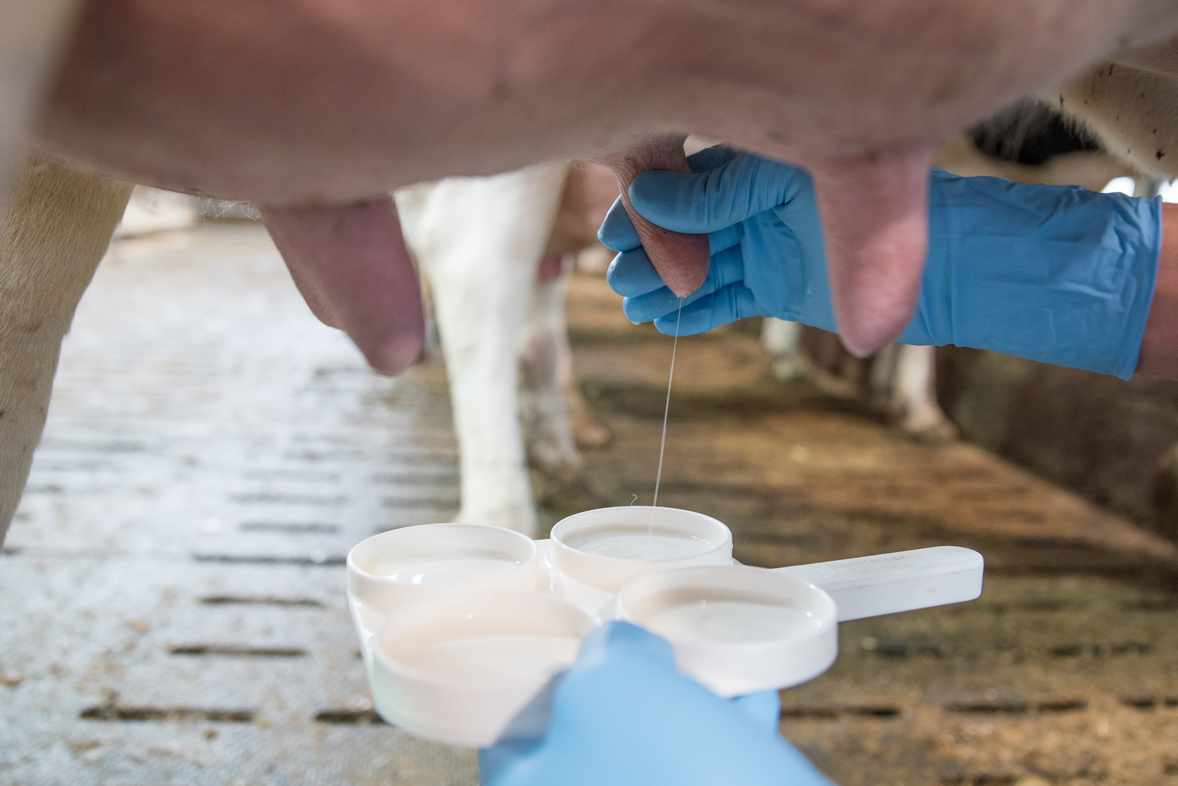 beef, holding, day, pouring, surgical glove, udder, human hand, close up, teat, human body part, indoors, drink, pitcher - jug, animal product, hof, cows udder, HD Wallpaper