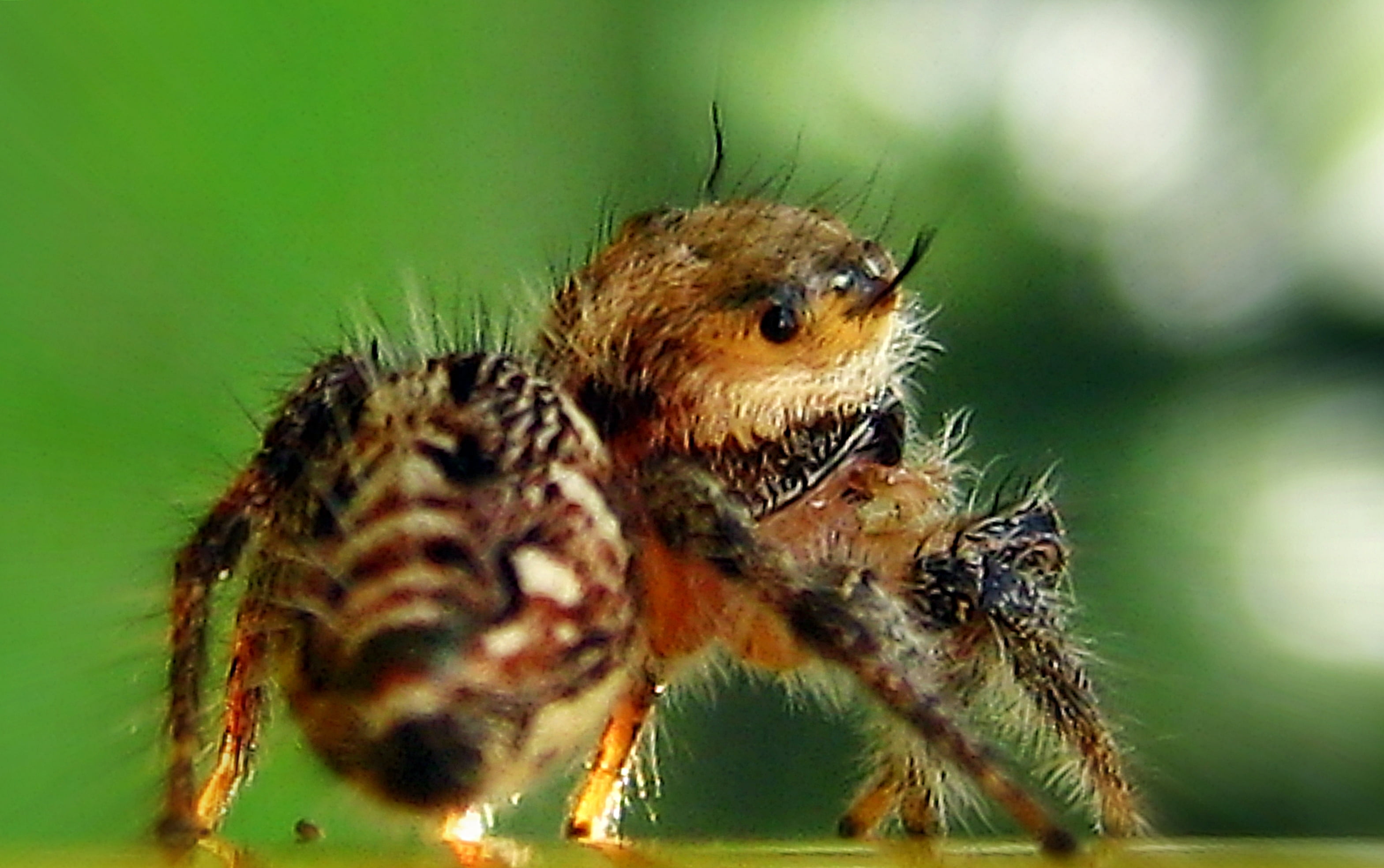 animal, wildlife, photography, black spider, carnivore, tilt, tilt shift photography, wish I, close-up, Superstar, Its Me Again, 2K, black, arachnid, insect, HD Wallpaper