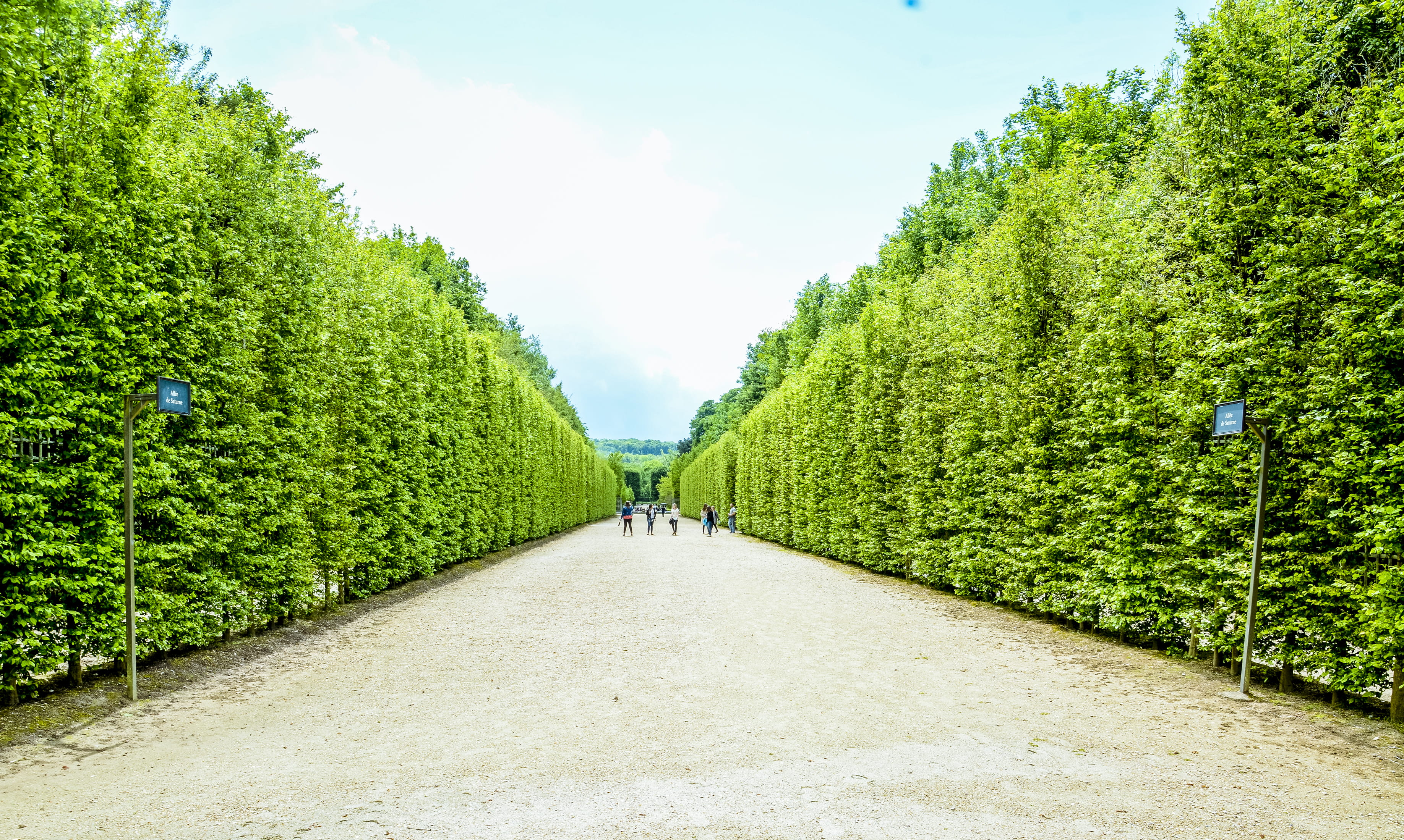 road, scenics - nature, green color, france, direction, walking, real people, tree, footpath, versailles, hedge, château de versailles, tranquil scene, HD Wallpaper