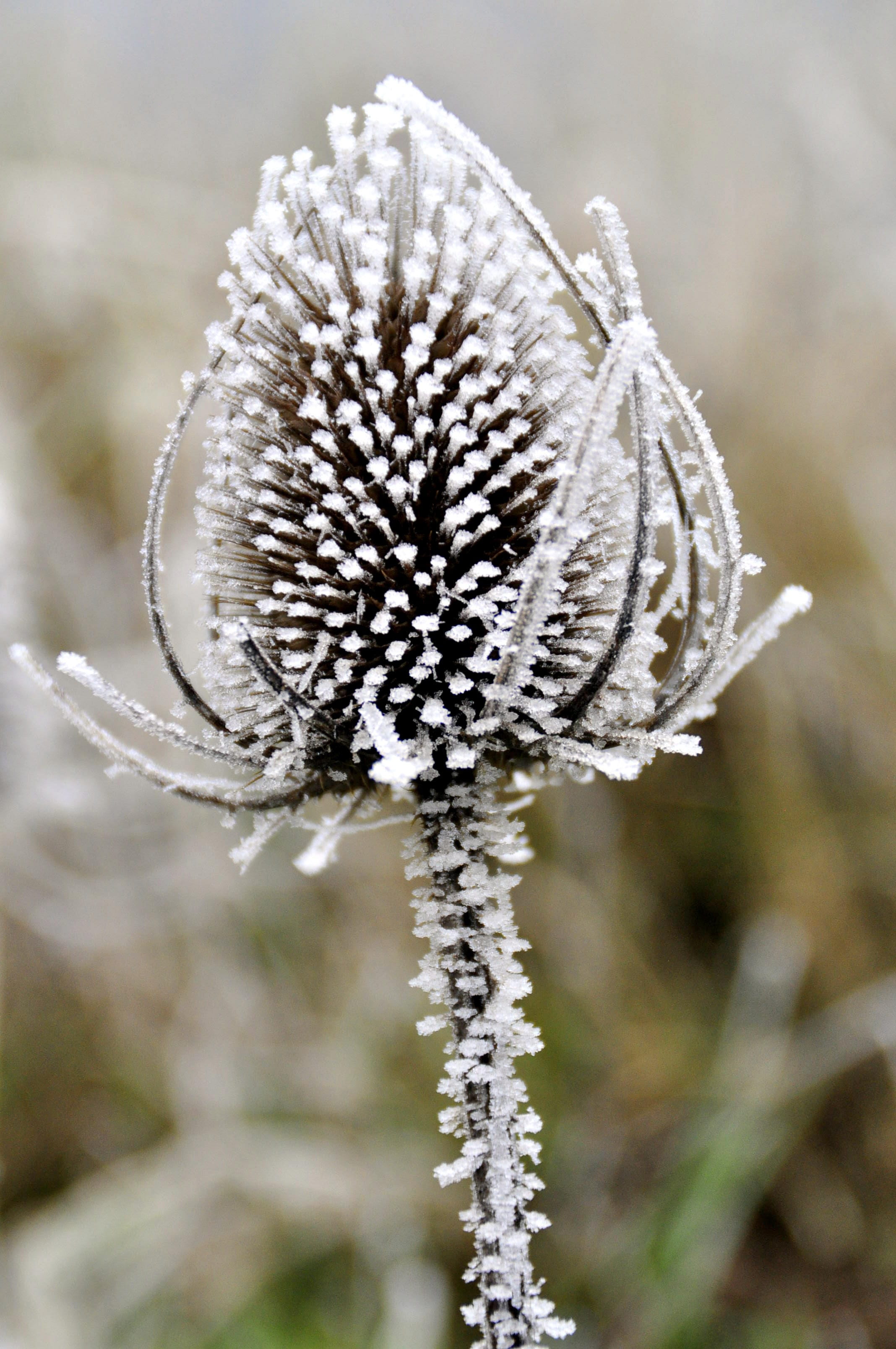 no people, flower, icing, snow, wilted plant, freshness, close-up, thistle, focus on foreground, beauty in nature, growth, flower head, winter, vulnerability, Phone HD Wallpaper