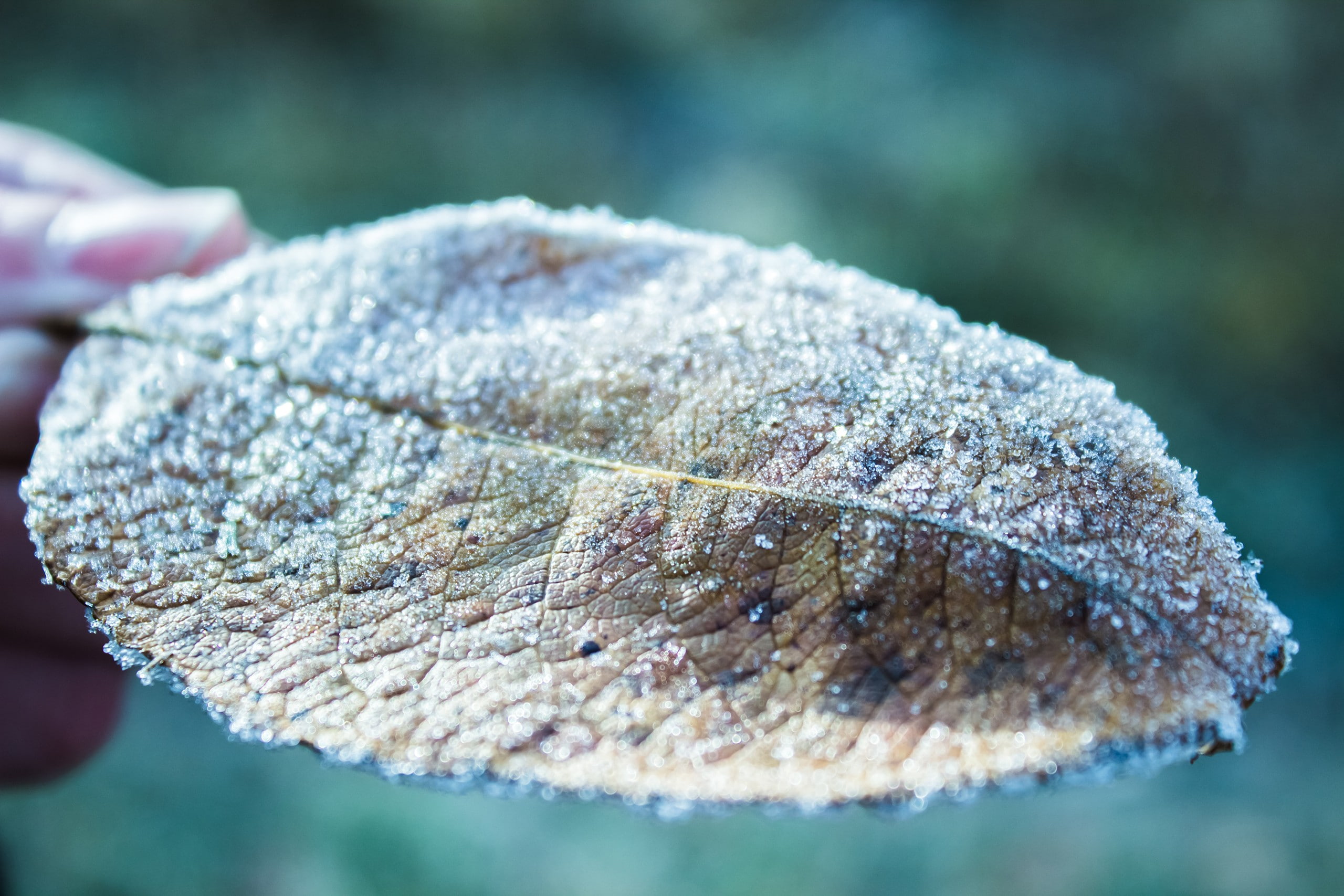 ice, frost, leaves, 2K, HD Wallpaper