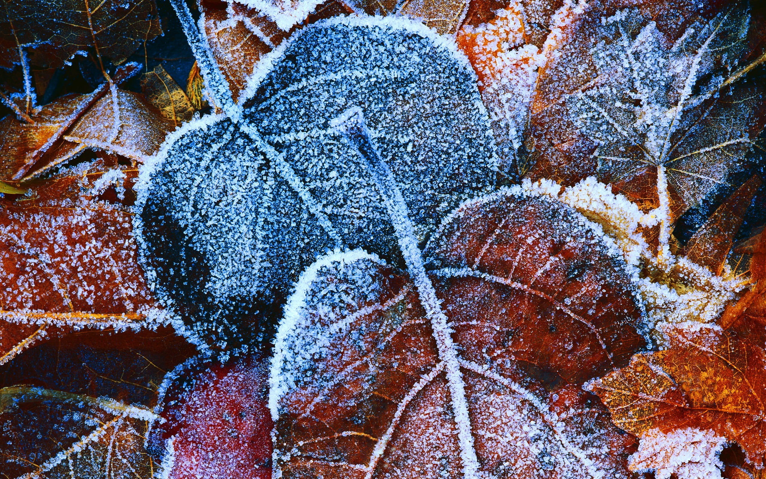 photography, winter, leaves, nature, 2K, frost, HD Wallpaper