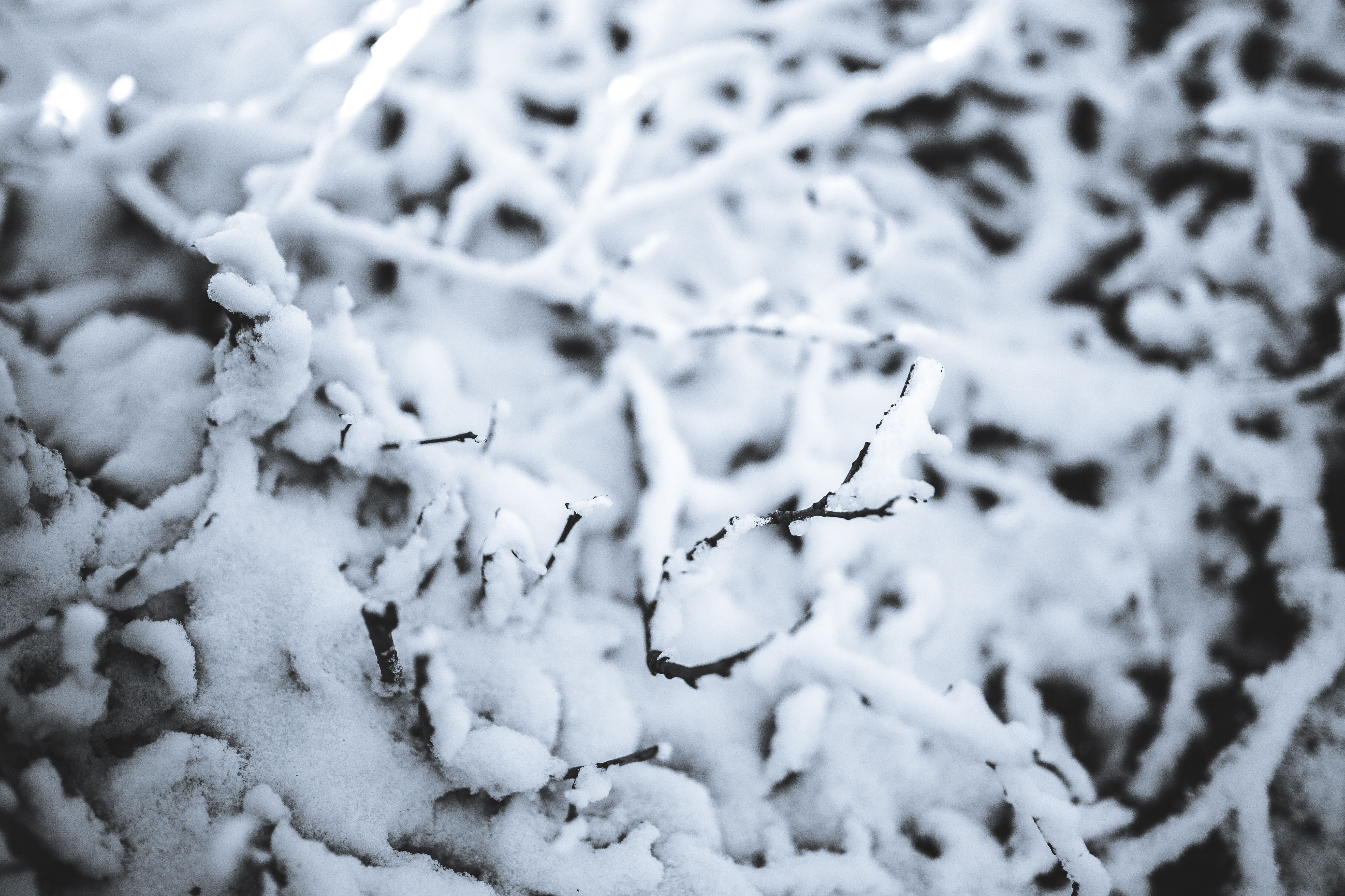 pine, leaves, white color, selective focus, nature, blizzard, close-up, tranquility, plant, focus on foreground, cold temperature, no people, extreme weather, HD Wallpaper