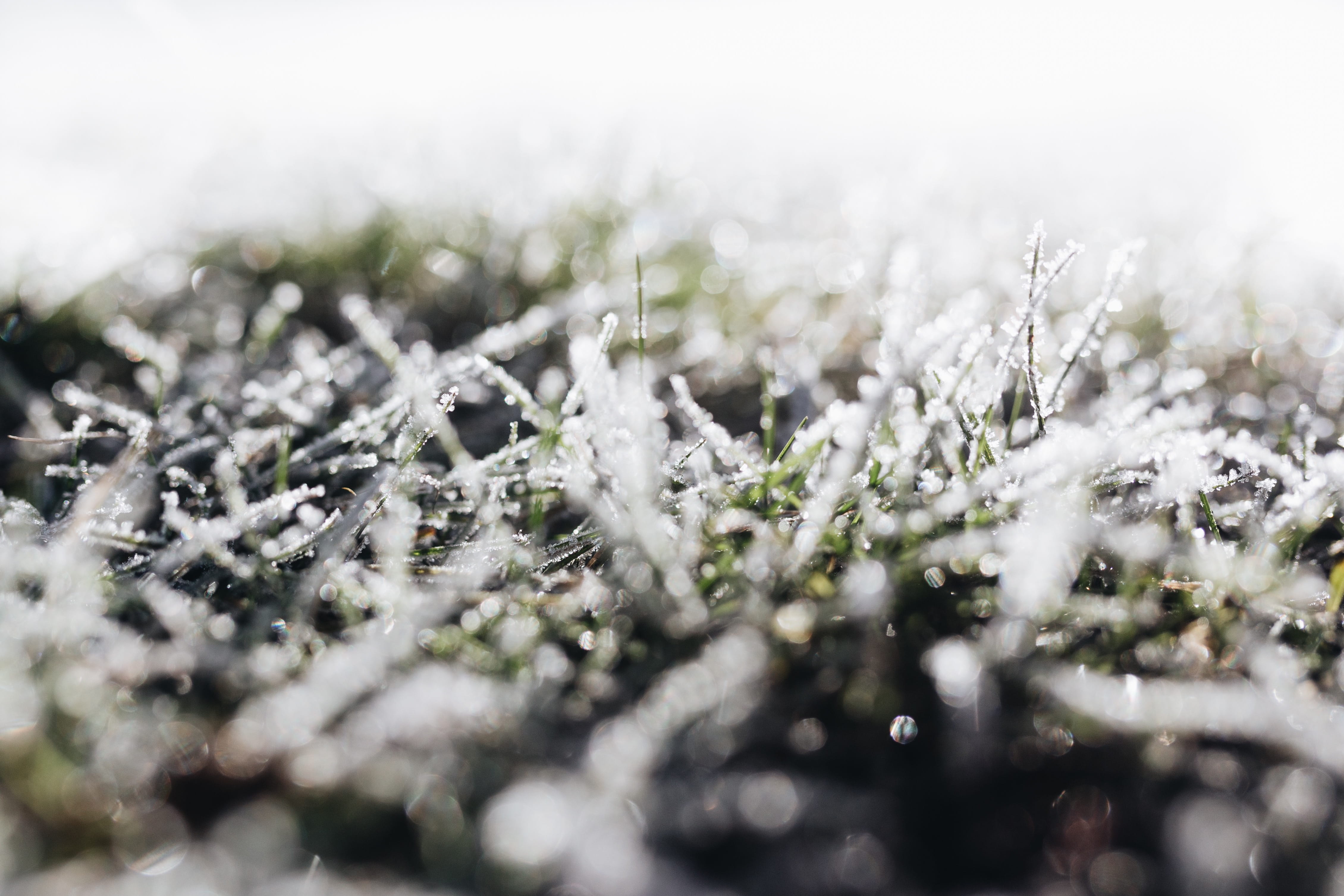 snow, nature, cold temperature, outdoors, covered, morning, selective focus, environment, grass, 4K, day, nobody, close-up, christmas, macro, ze, plant, HD Wallpaper