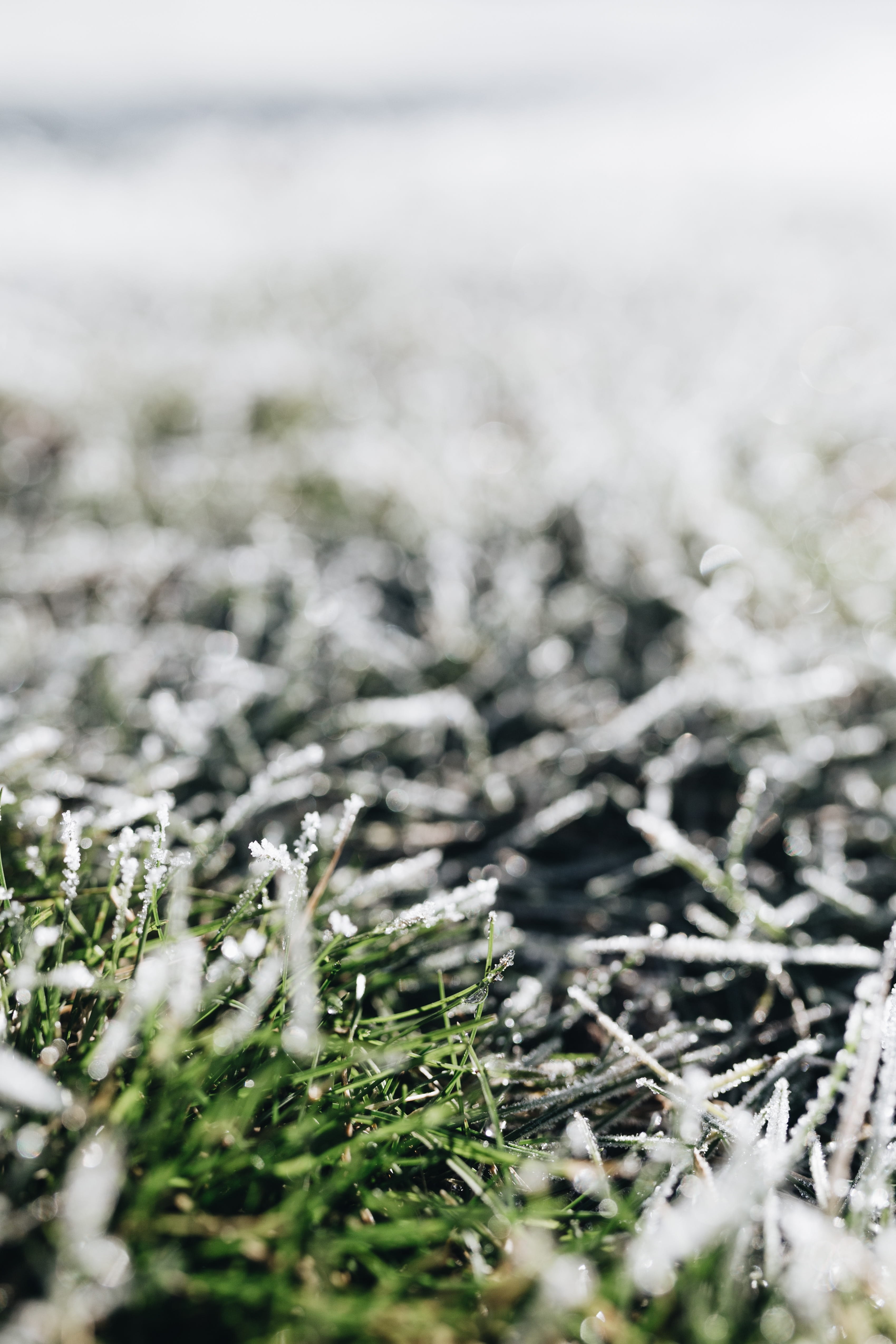land, frozen, winter, frost, nature, snow, ice, 4K, grass, growth, nobody, close-up, surface level, beauty in nature, plant, day, no people, selective focus, Phone HD Wallpaper