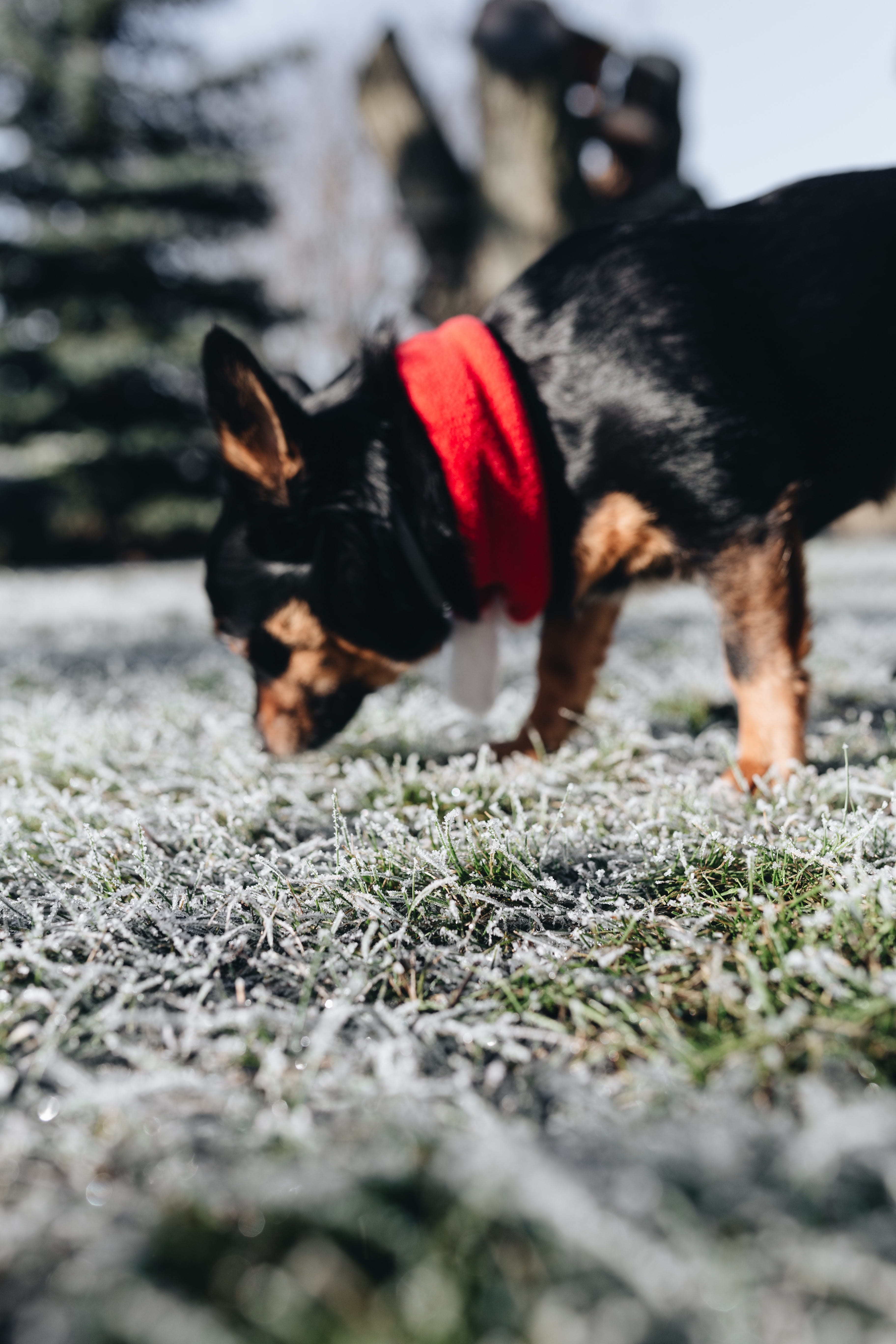 vertebrate, ze, dog, pets, 5K, animal themes, covered, day, field, plant, canine, domestic, nobody, frost, frozen, one animal, nature, mammal, winter, Phone HD Wallpaper