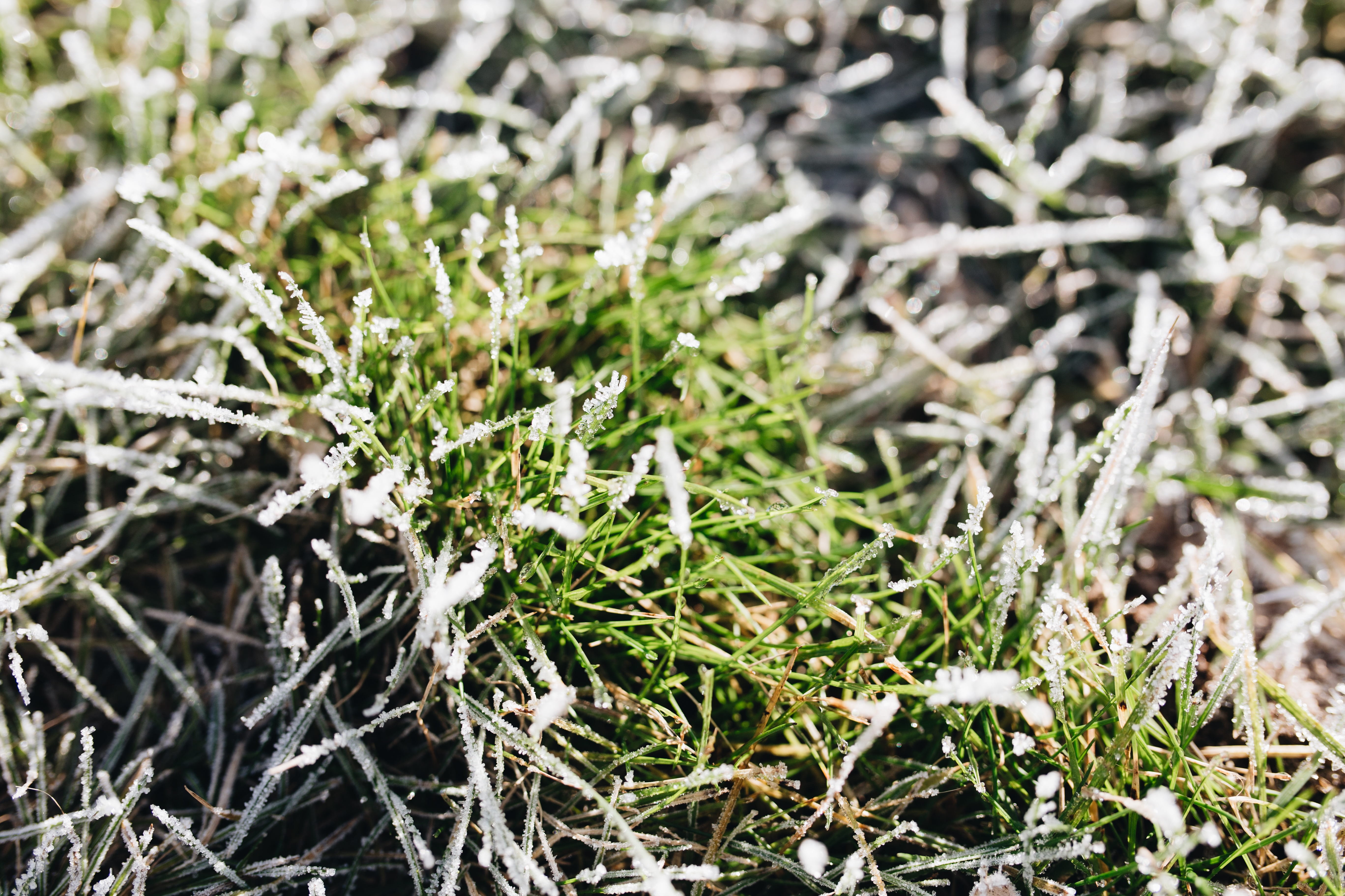 coniferous tree, land, plant, nature, no people, field, winter, beauty in nature, ice, leaf, green color, 5K, fir tree, outdoors, twig, day, plant part, HD Wallpaper