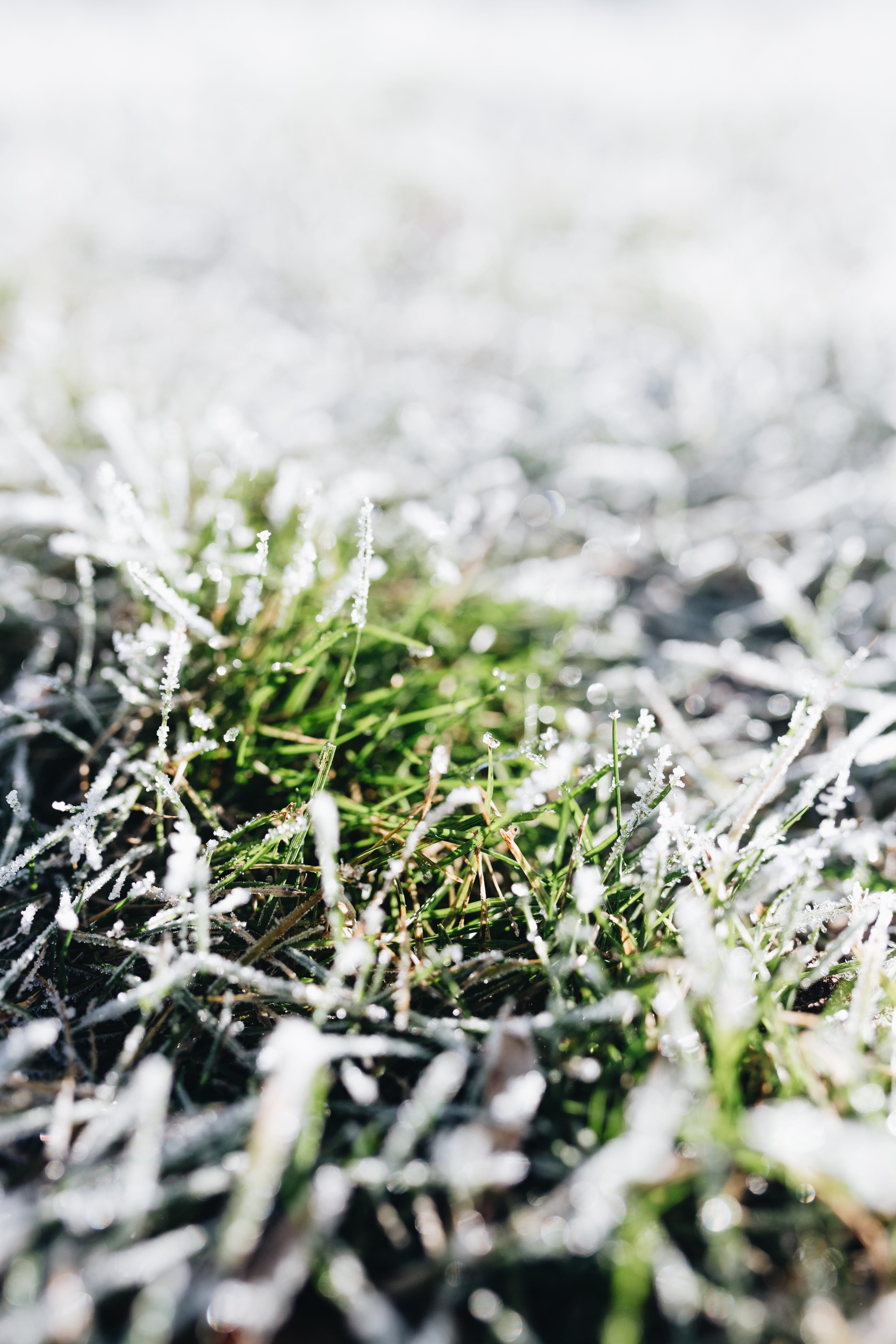 frost, full frame, snow, covered, plant, growth, frozen, beauty in nature, cold, 5K, selective focus, surface level, field, grass, ice, morning, green color, Phone HD Wallpaper