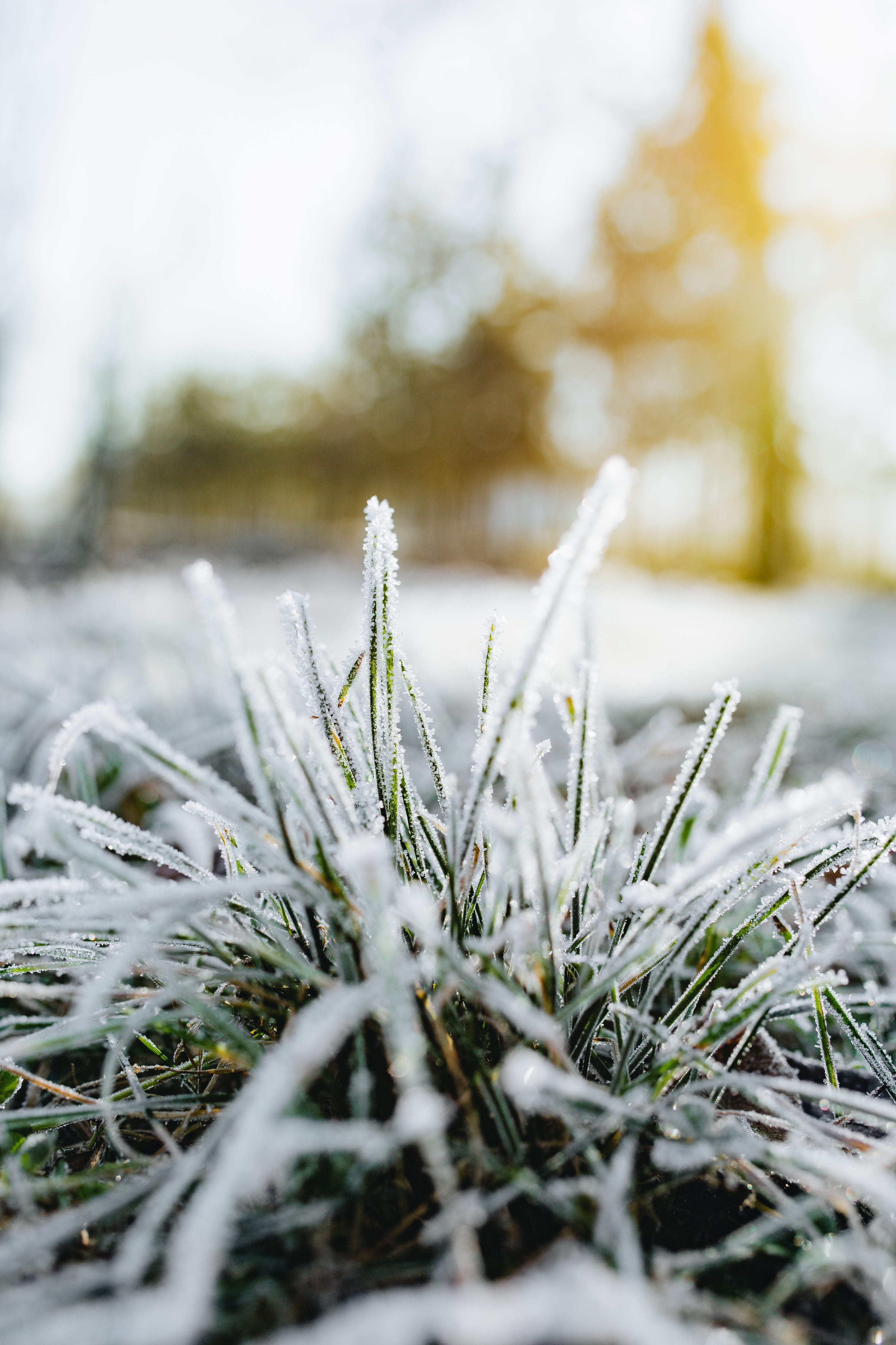 tranquility, outdoors, close-up, surface level, frost, coniferous tree, day, selective focus, fir tree, ice, cold, nobody, winter, ze, nature, cold temperature, Phone HD Wallpaper