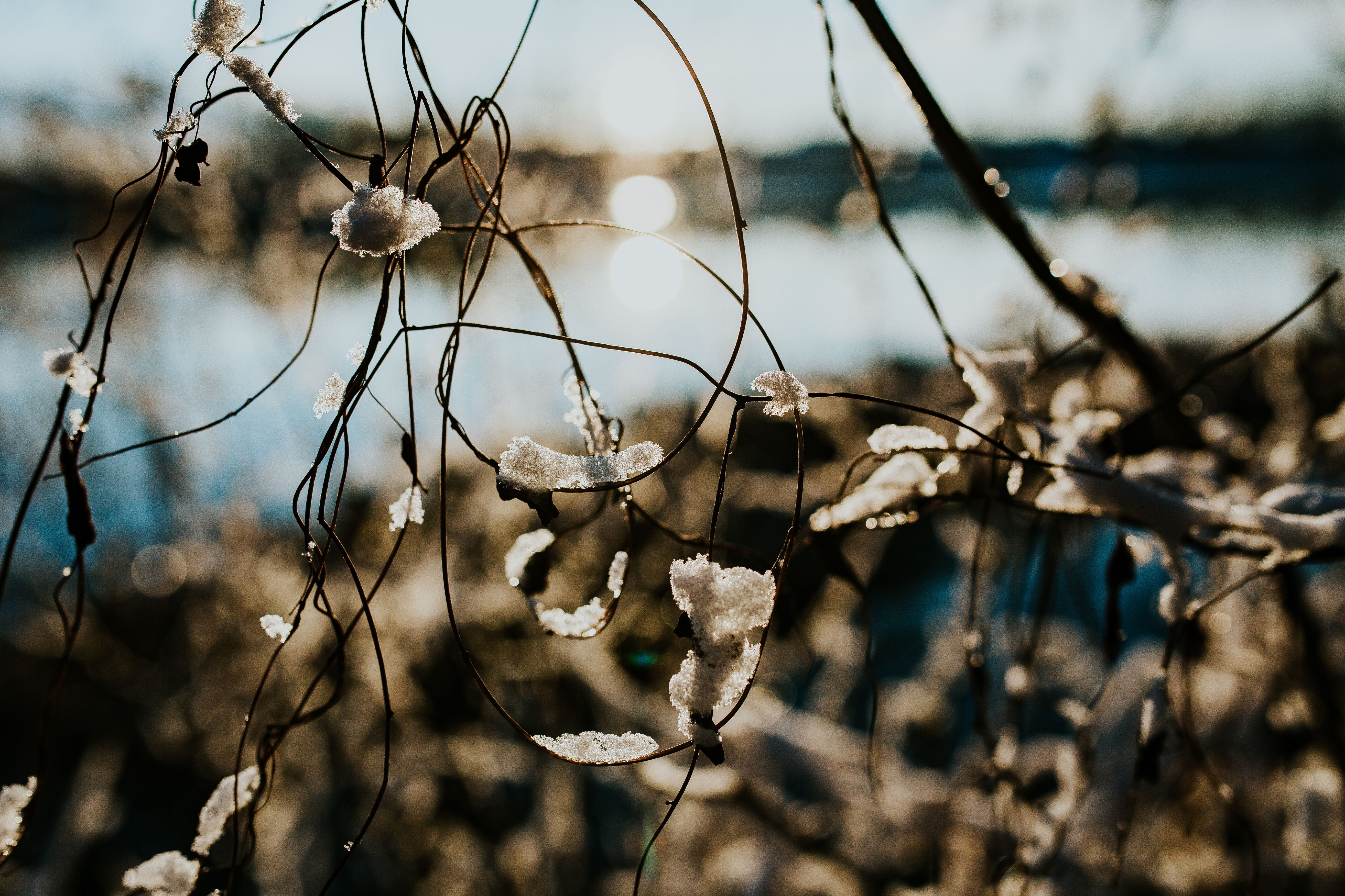 flowering plant, nature, tree, vulnerability, close, closeup, fragility, close-up, focus on foreground, outdoors, tranquility, winter, dry, Close-ups, ups, HD Wallpaper