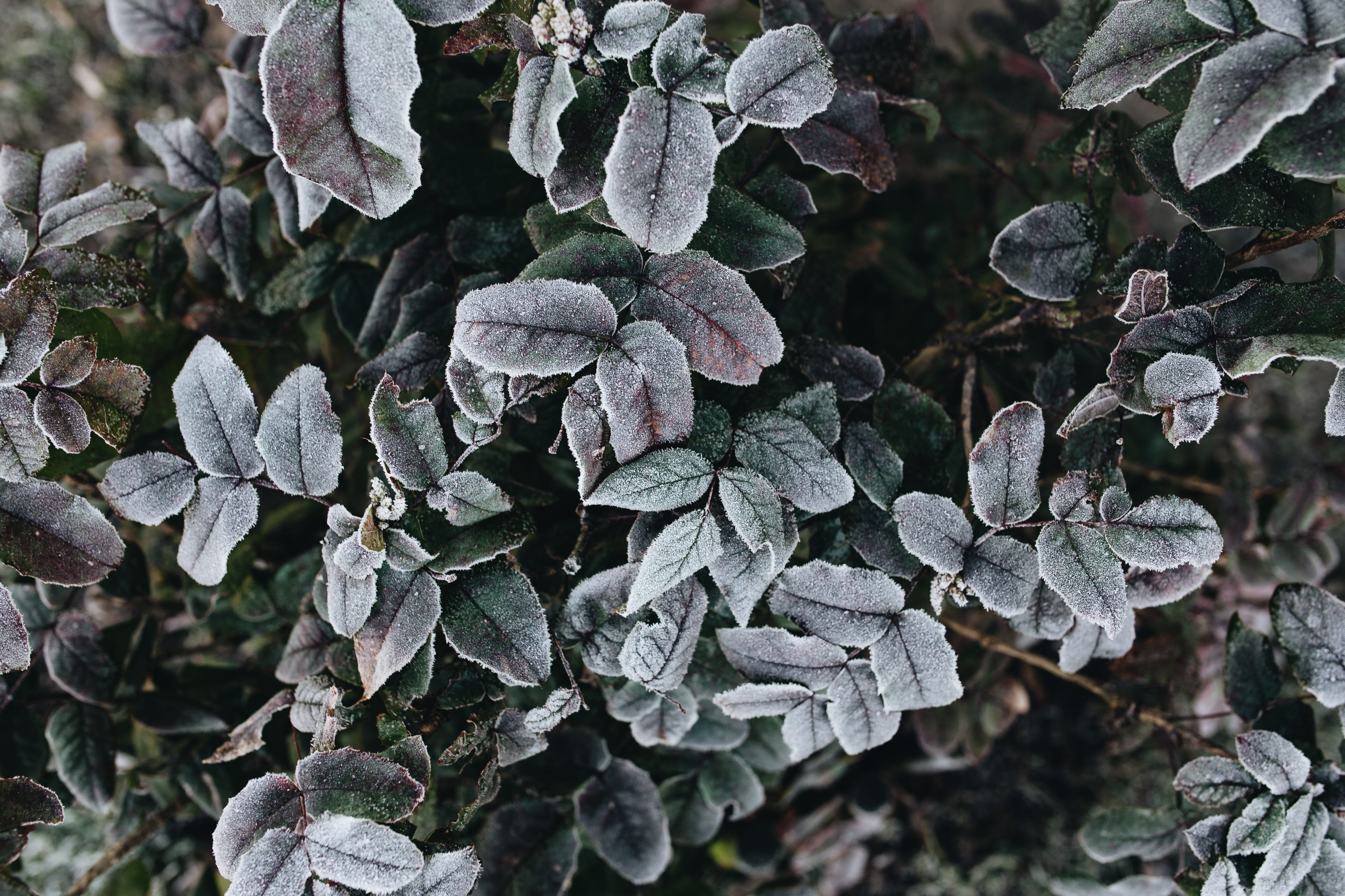 ice, snow, leaf, cold temperature, detail, closeup, plant, winter, leaves, growth, close-up, tree, plant part, high angle view, frozen, outside, cold, nobody, HD Wallpaper