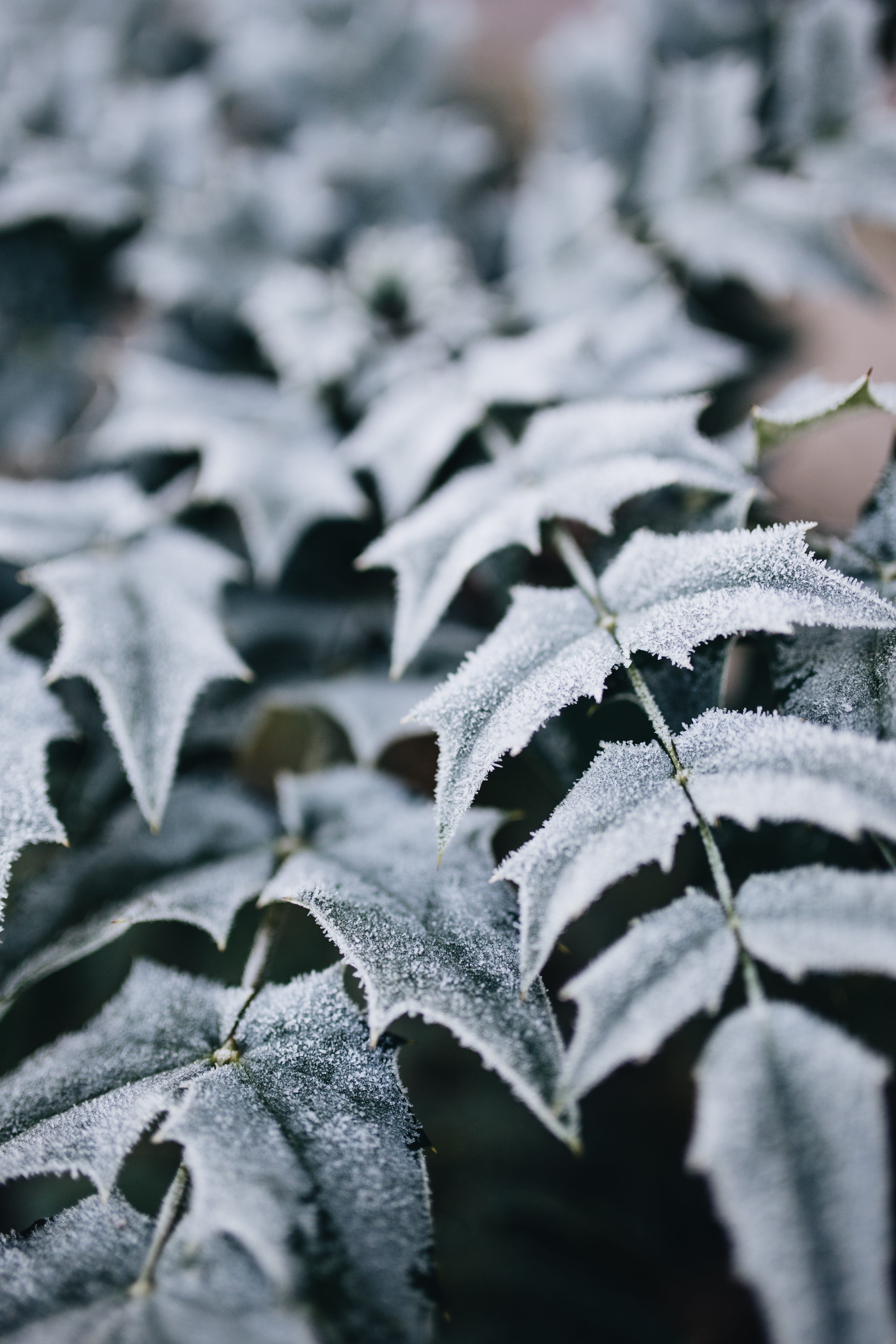 leaf, ice, outside, focus on foreground, nature, growth, snow, detail, beauty in nature, selective focus, frozen, nobody, cold temperature, covered, leaves, Phone HD Wallpaper