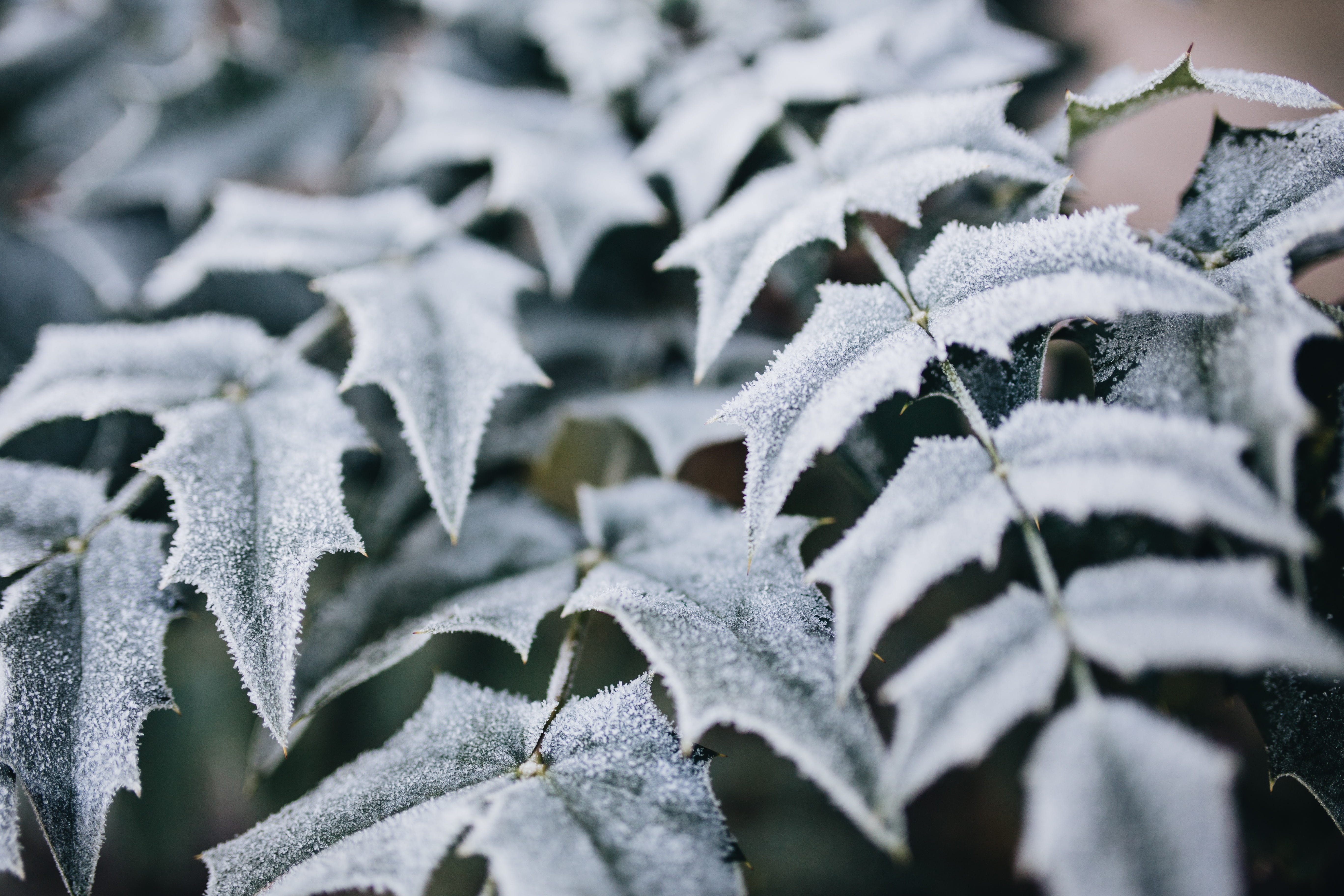 selective focus, winter, outdoors, covered, leaf, nature, detail, outside, plant part, no people, backgrounds, ice, plant, closeup, 5K, growth, nobody, HD Wallpaper