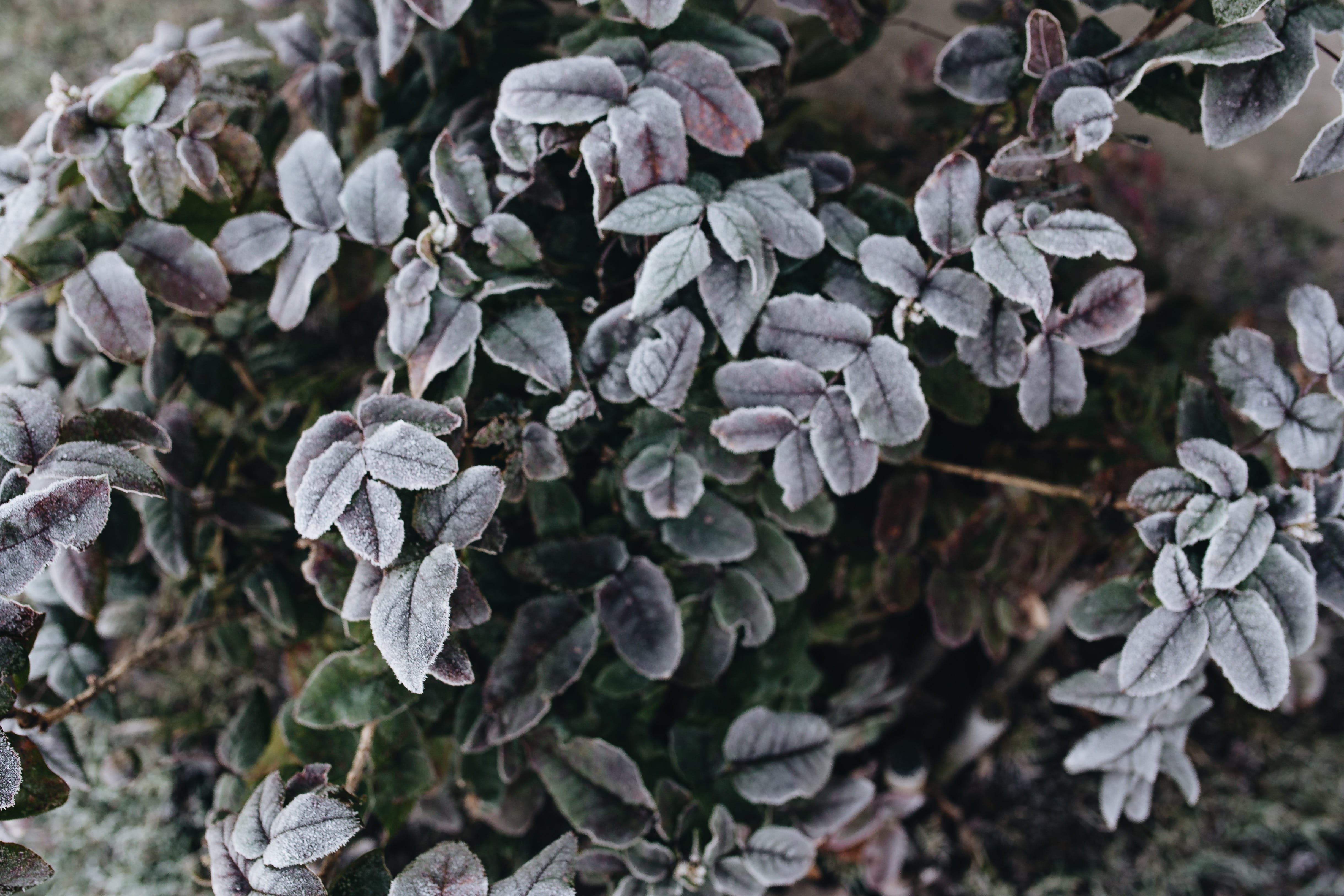 winter, frost, closeup, nobody, day, flower, plant, frozen, high angle view, selective focus, outdoors, vulnerability, plant part, detail, focus on foreground, HD Wallpaper