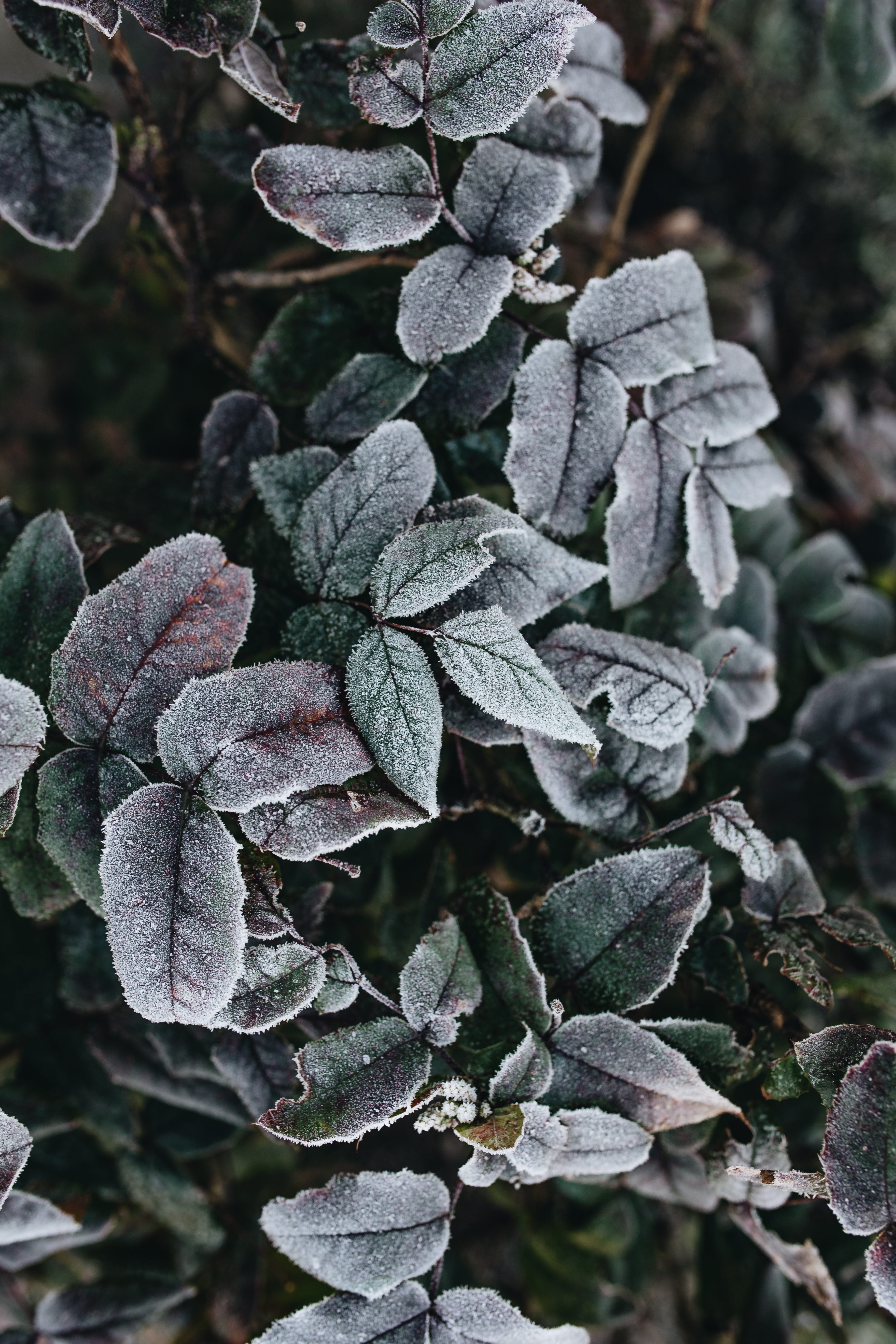 flower, freshness, field, day, beauty in nature, growth, frozen, plant part, frost, tree, detail, winter, no people, closeup, cold temperature, land, 5K, Phone HD Wallpaper