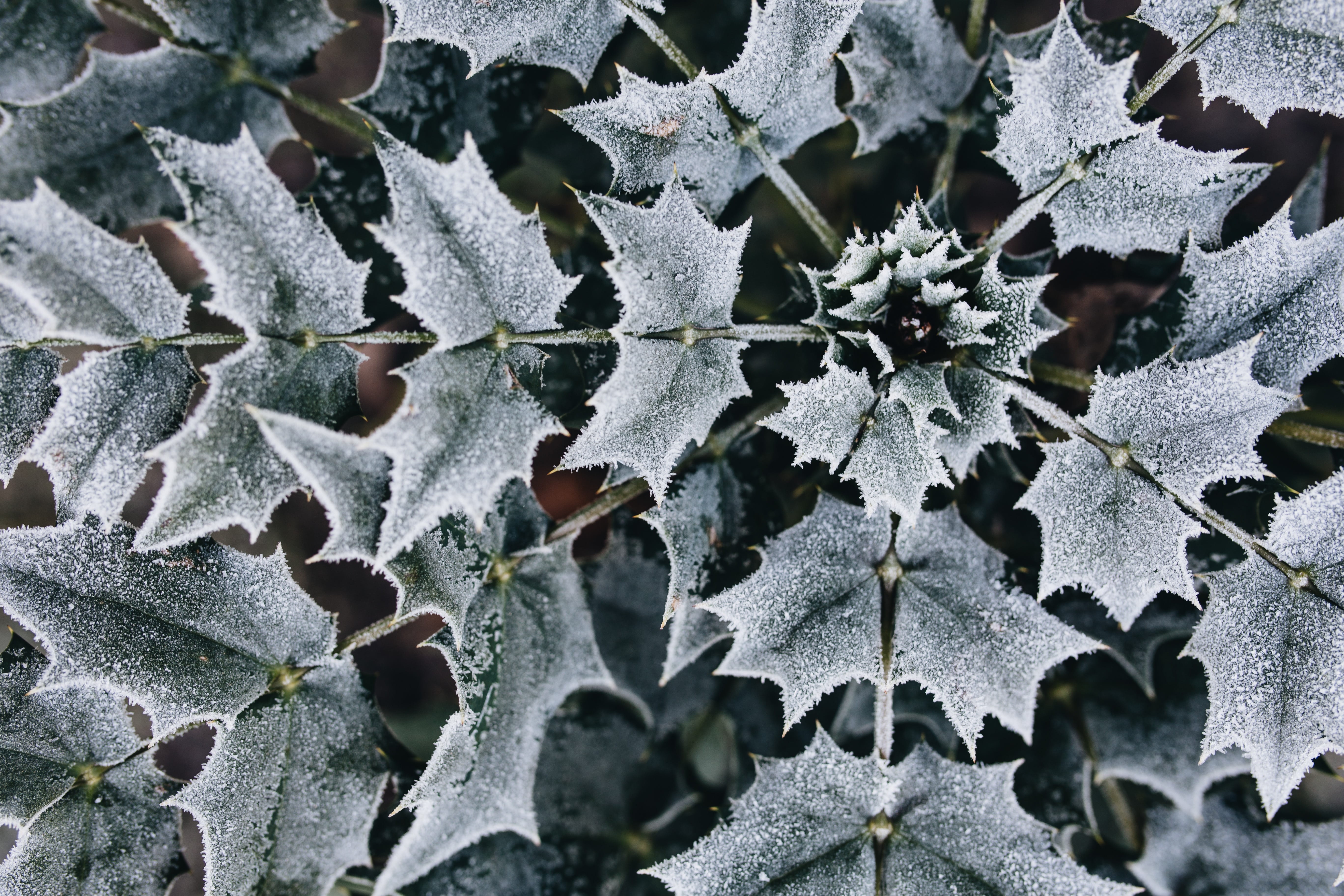 cold, full frame, close-up, covered, cold temperature, plant part, snow, day, vulnerability, outside, pattern, plant, leaves, nature, winter, outdoors, HD Wallpaper