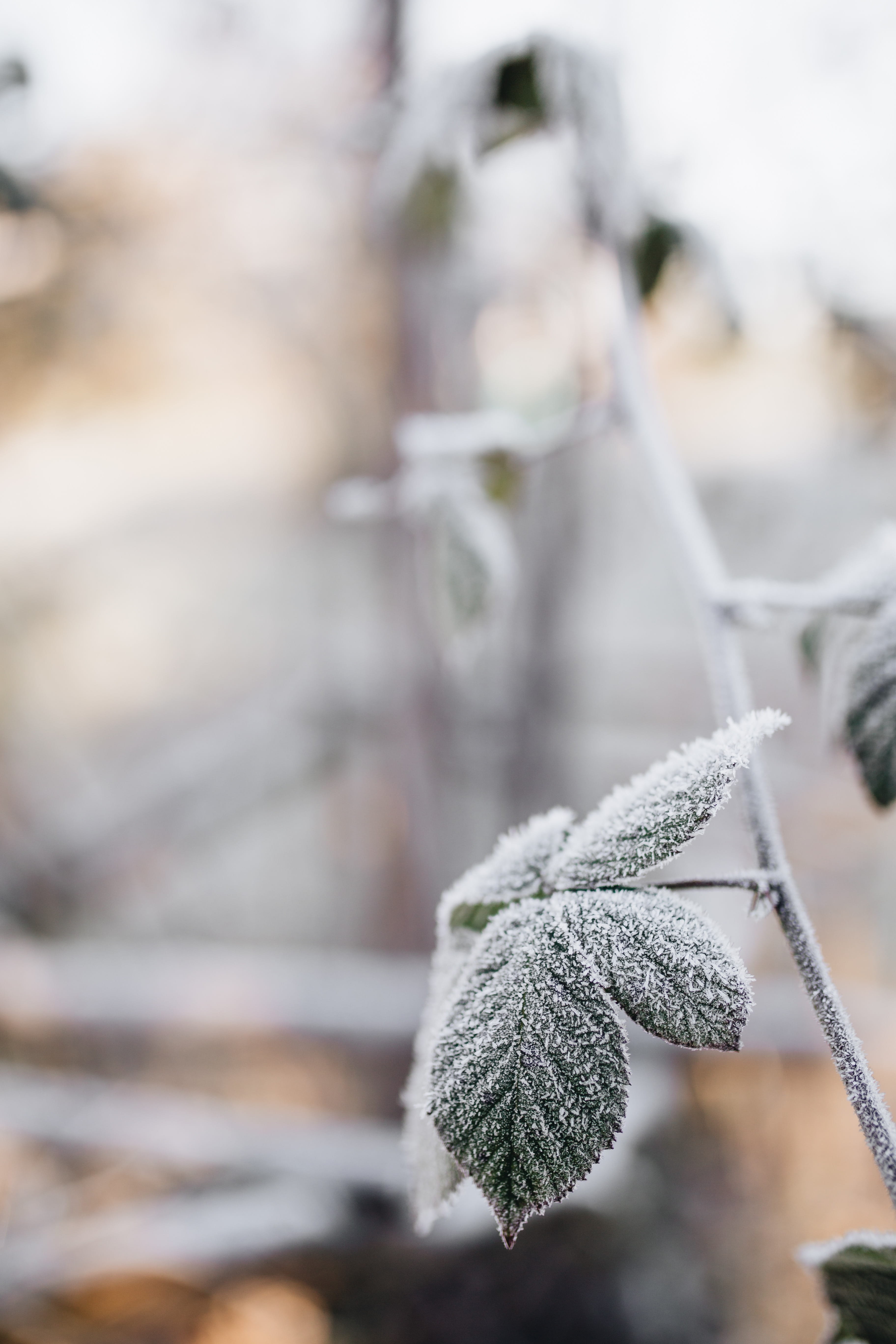 close-up, cold, leaf, detail, beauty in nature, winter, no people, focus on foreground, plant, wood - material, ice, leaves, nature, glove, growth, closeup, Phone HD Wallpaper