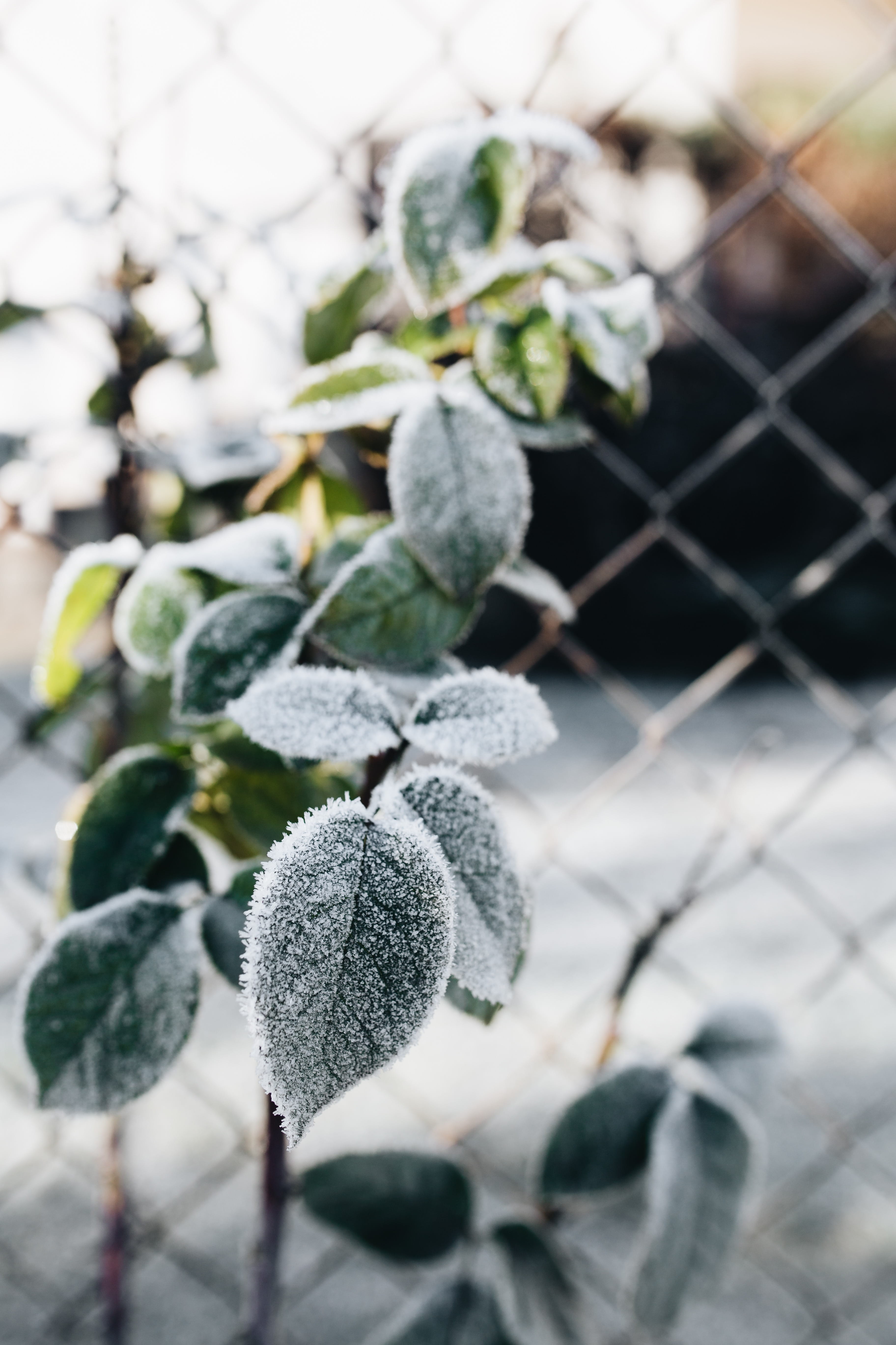 freshness, detail, covered, no people, cold, cold temperature, frost, nobody, plant part, closeup, outdoors, leaf, selective focus, outside, tree, growth, Phone HD Wallpaper