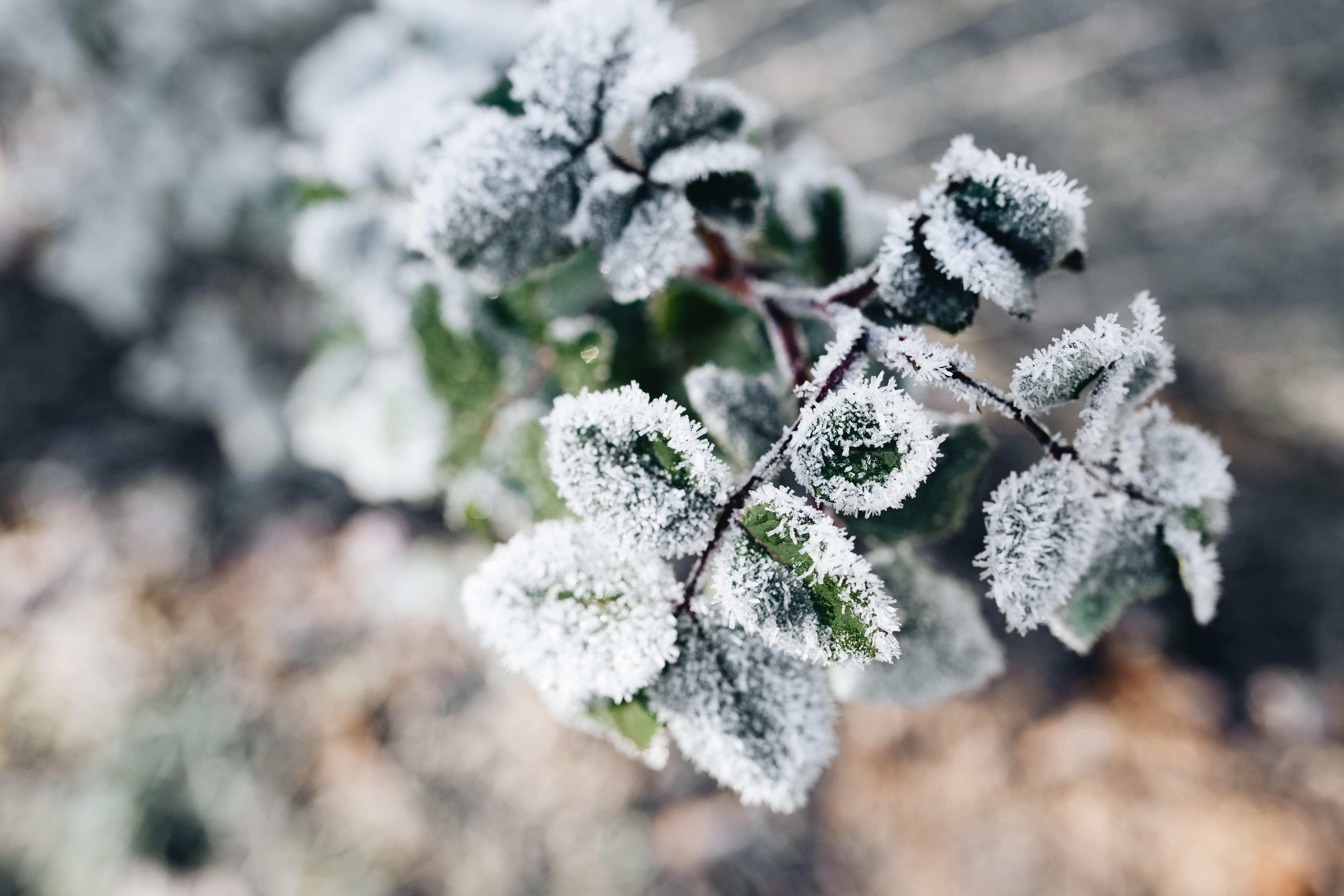 cold, closeup, ice, detail, pine tree, day, white color, beauty in nature, frost, cold temperature, close-up, frozen, winter, plant, focus on foreground, HD Wallpaper