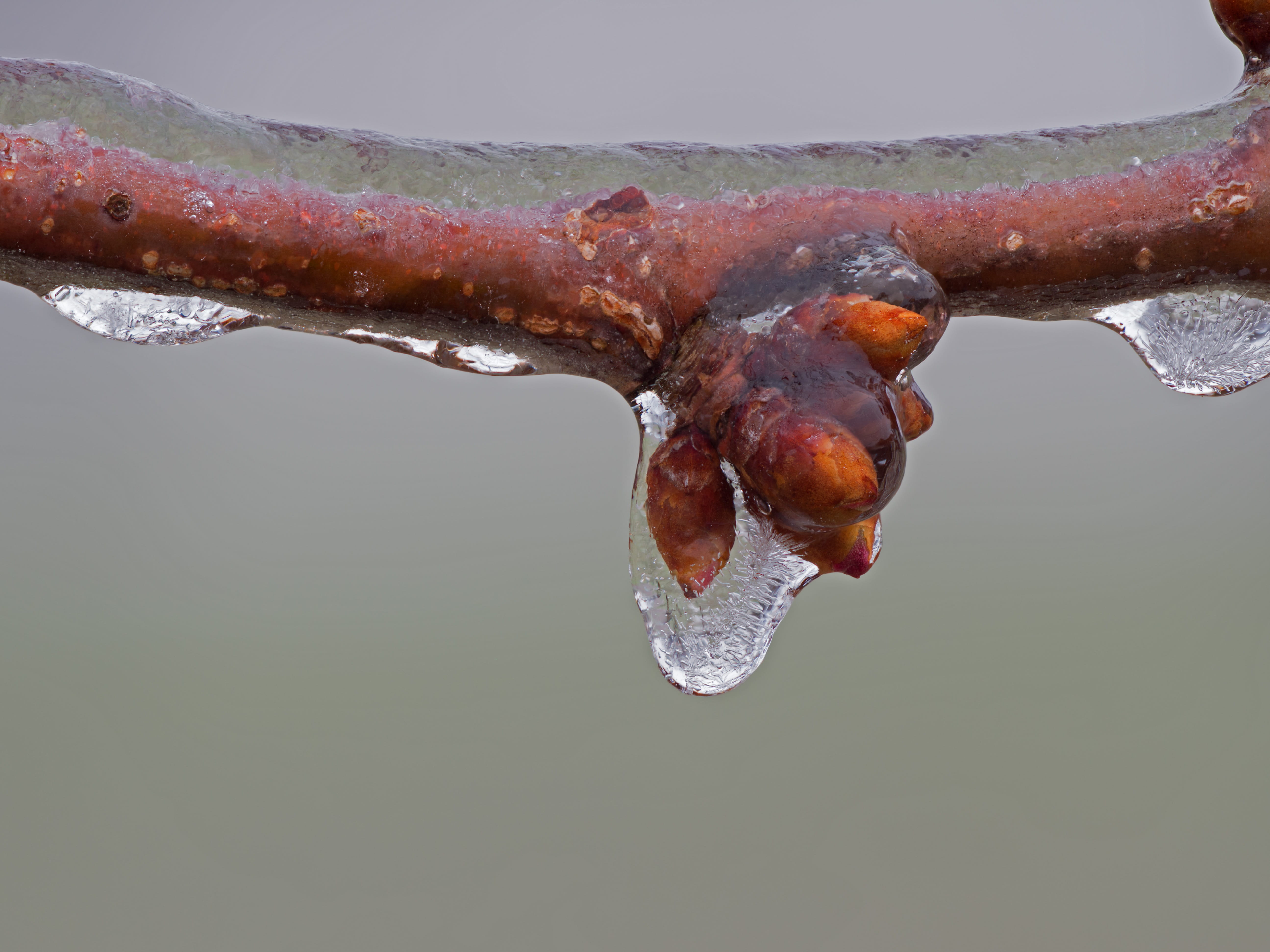 water, iced, close-up, wintry, meat, rain, ze, studio shot, food, drop, food and drink, icicle, day, frosty, no people, frost, bud, wet, zing rain, copy space, HD Wallpaper
