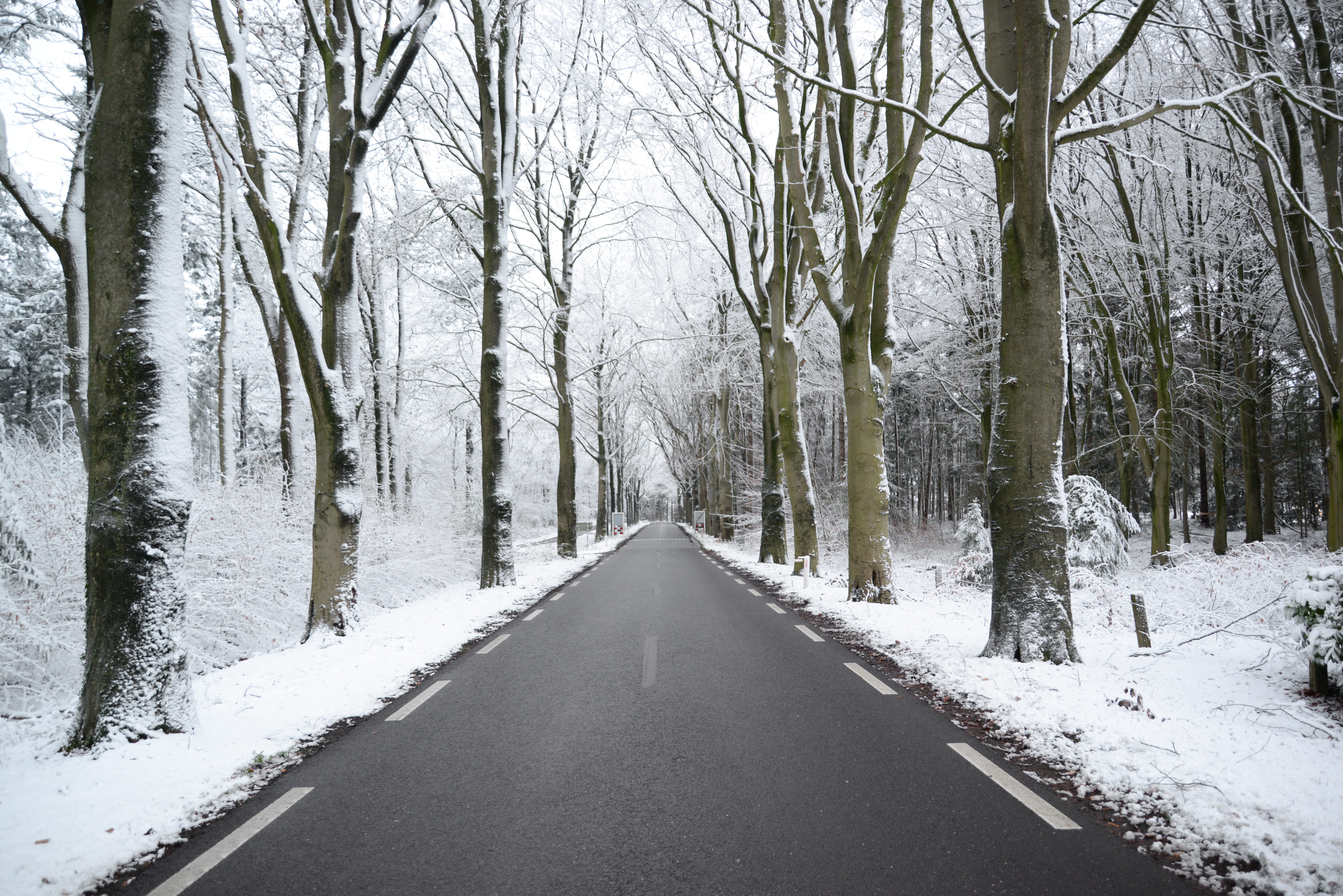 asphalt, zing, tranquility, transportation, frosty, treelined, scenery, diminishing perspective, tranquil, season, road, landscape, woodland, mist, snow, HD Wallpaper