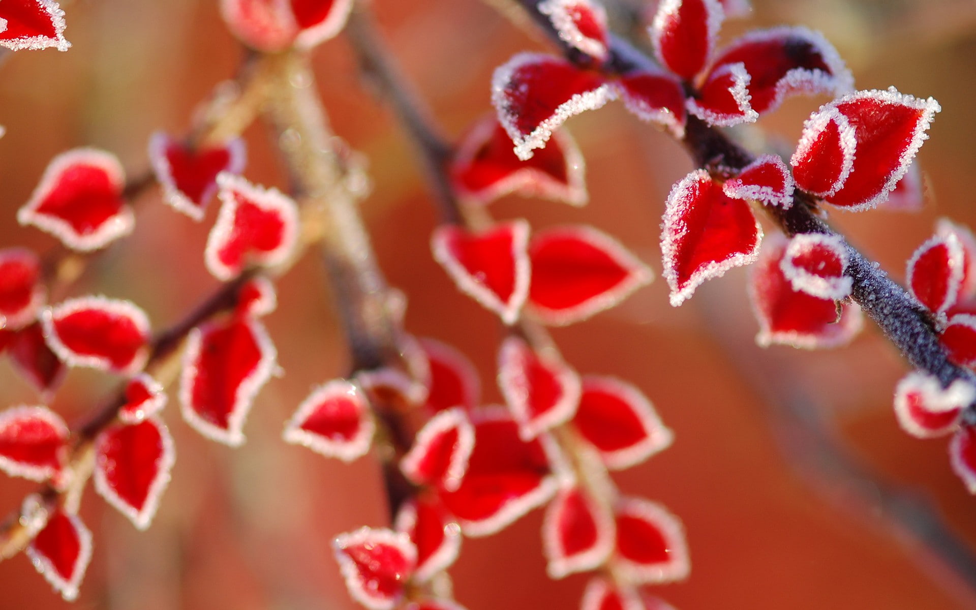 winter, food and drink, outdoors, tree, day, rowanberry, snow, fruit, frost, ice, ripe, 1080P, no people, close-up, beauty in nature, food, focus on foreground, HD Wallpaper