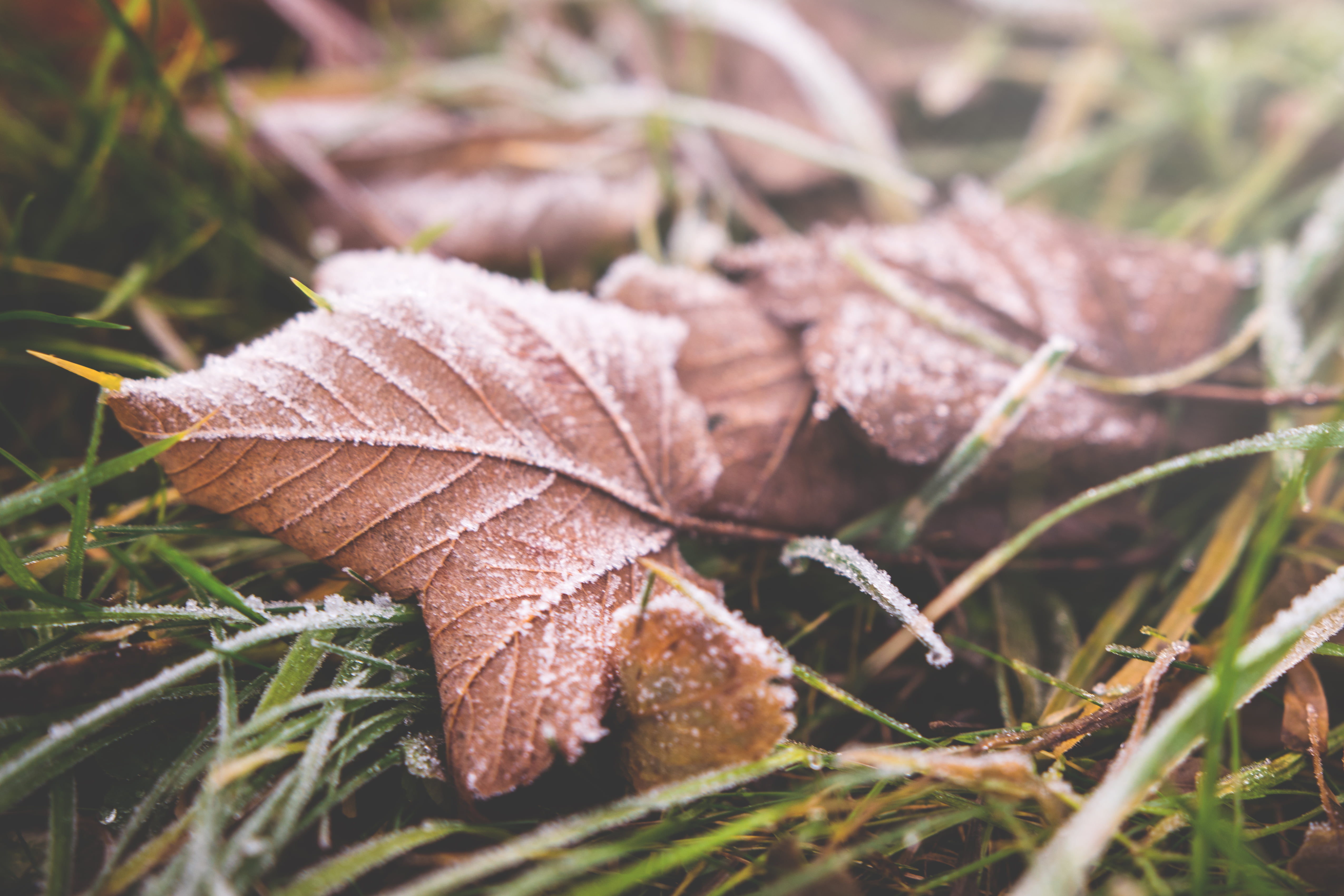 ice, natural condition, outdoors, dry, dried, brown, beauty in nature, vulnerability, tranquility, close-up, frost, cold temperature, change, fragility, HD Wallpaper