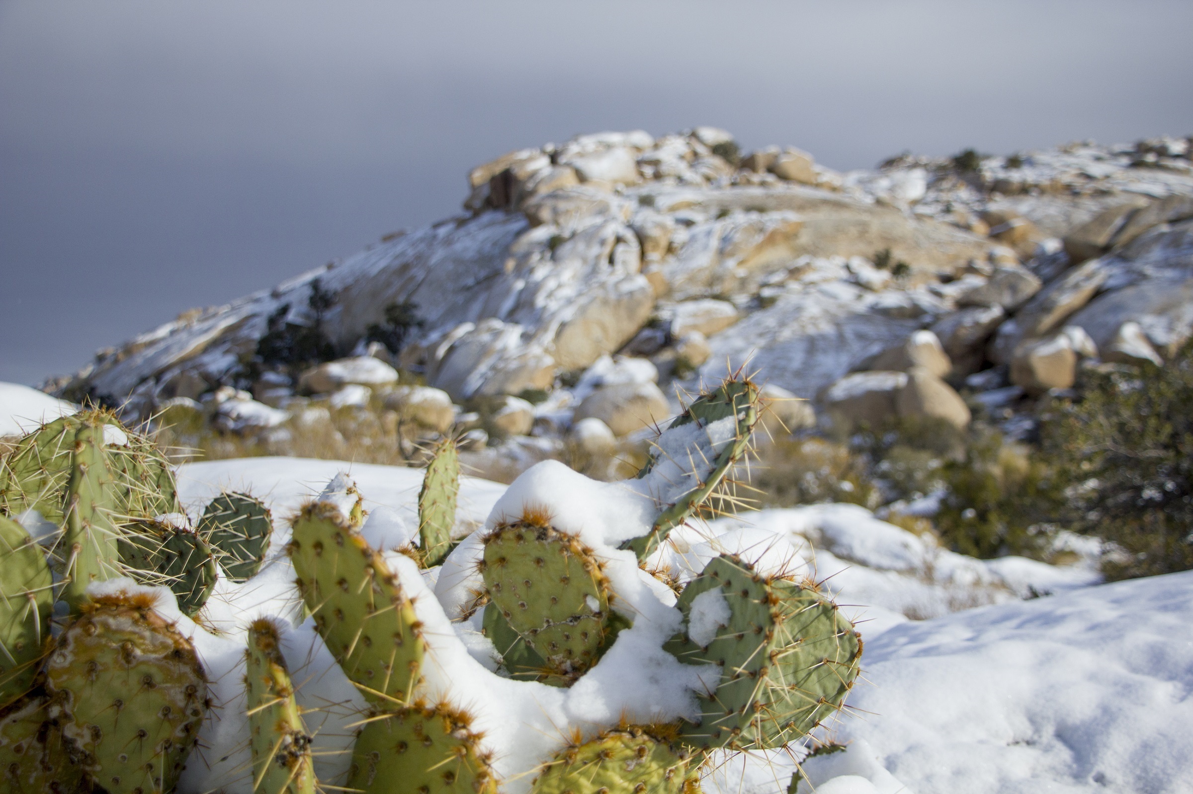 landscape, outdoors, ice, no people, california, day, growth, beauty in nature, wilderness, snow, cactus, close-up, winter, environment, white color, rock - object, HD Wallpaper