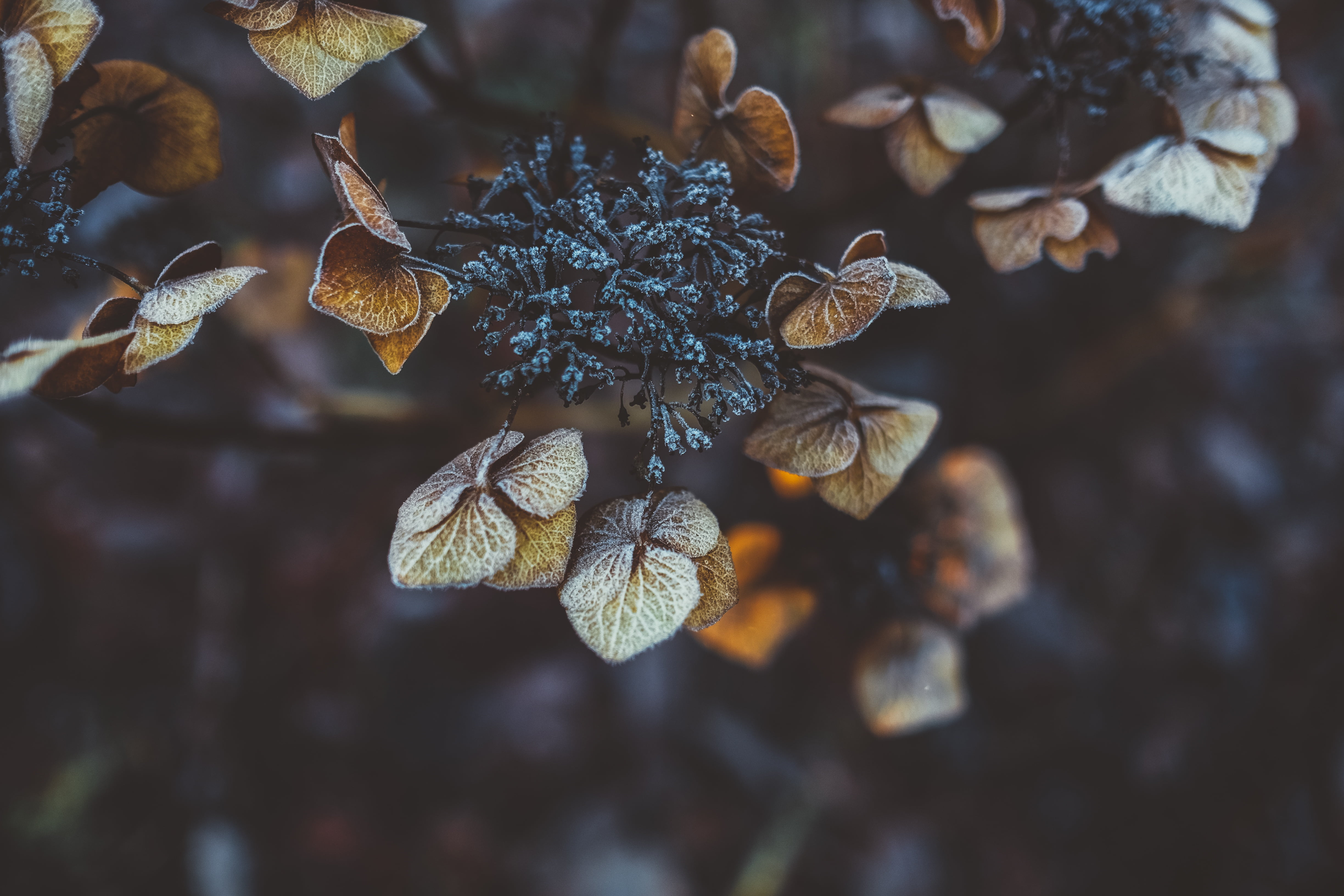 brown, snow, macro, wilted plant, tranquility, ice, food, focus on foreground, high angle view, leaf, leaves, nature, flowers, tree, winter, plant, season, HD Wallpaper