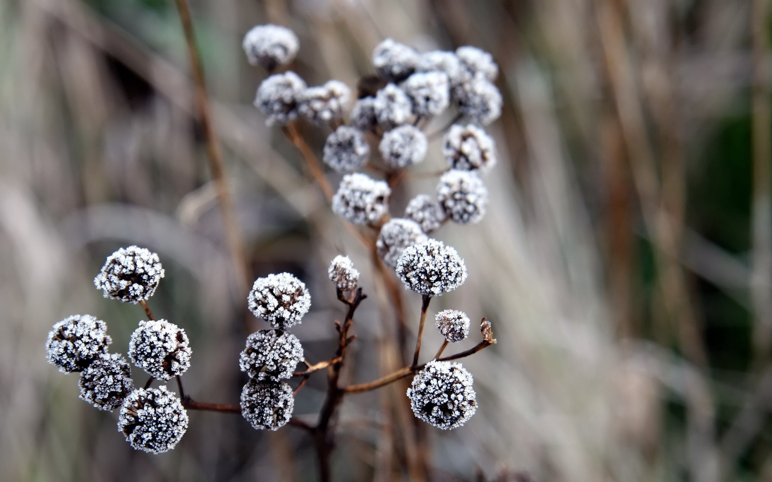 fragility, nature, dry, freshness, beauty In Nature, white, focus on foreground, cold - Temperature, branch, ice, grass, day, tree, 2K, blue, no People, HD Wallpaper