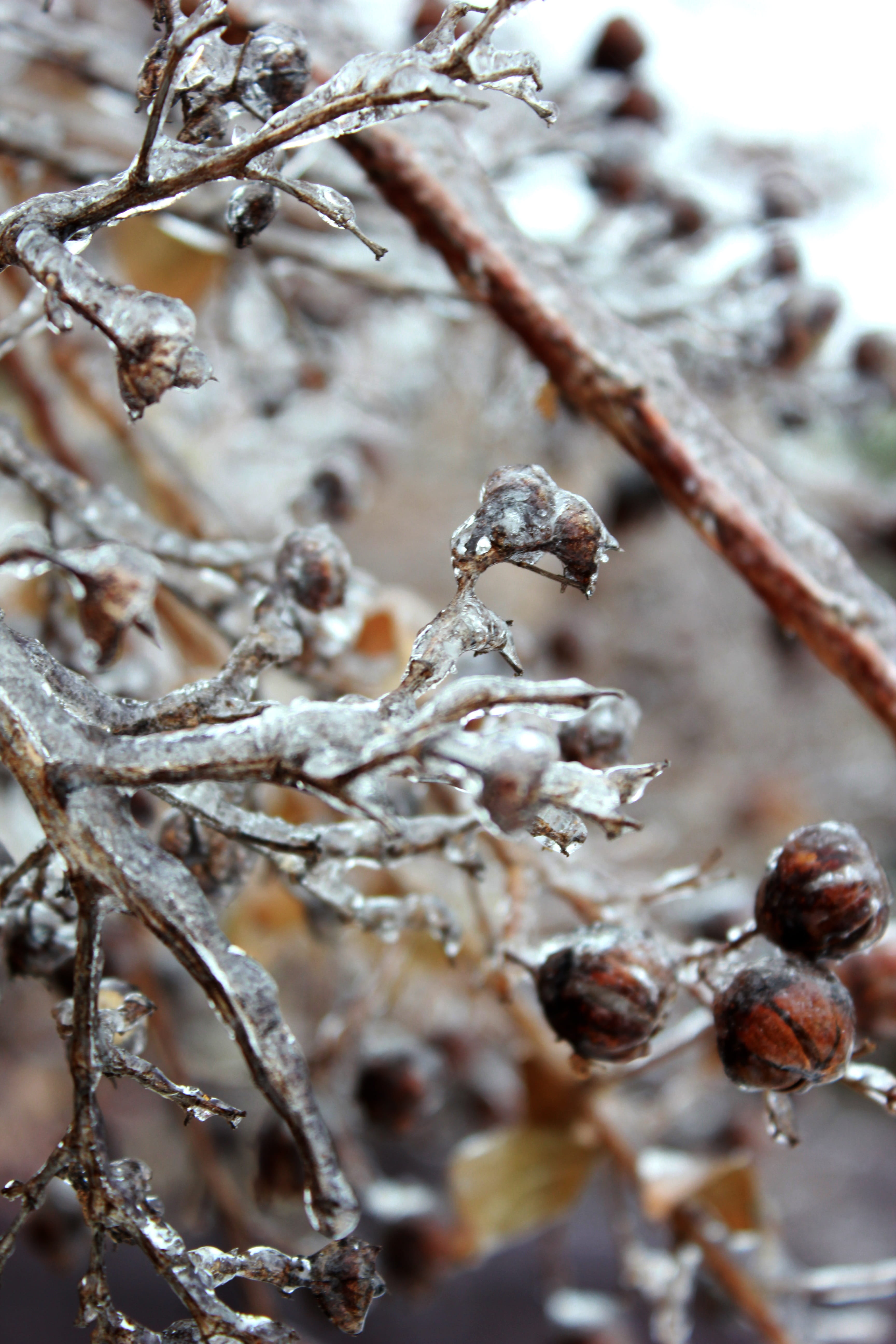 day, Ice, dead plant, Frozen, focus on foreground, selective focus, close-up, dry, Icy, growth, beauty in nature, no people, zing rain, plant, twig, tree, Phone HD Wallpaper