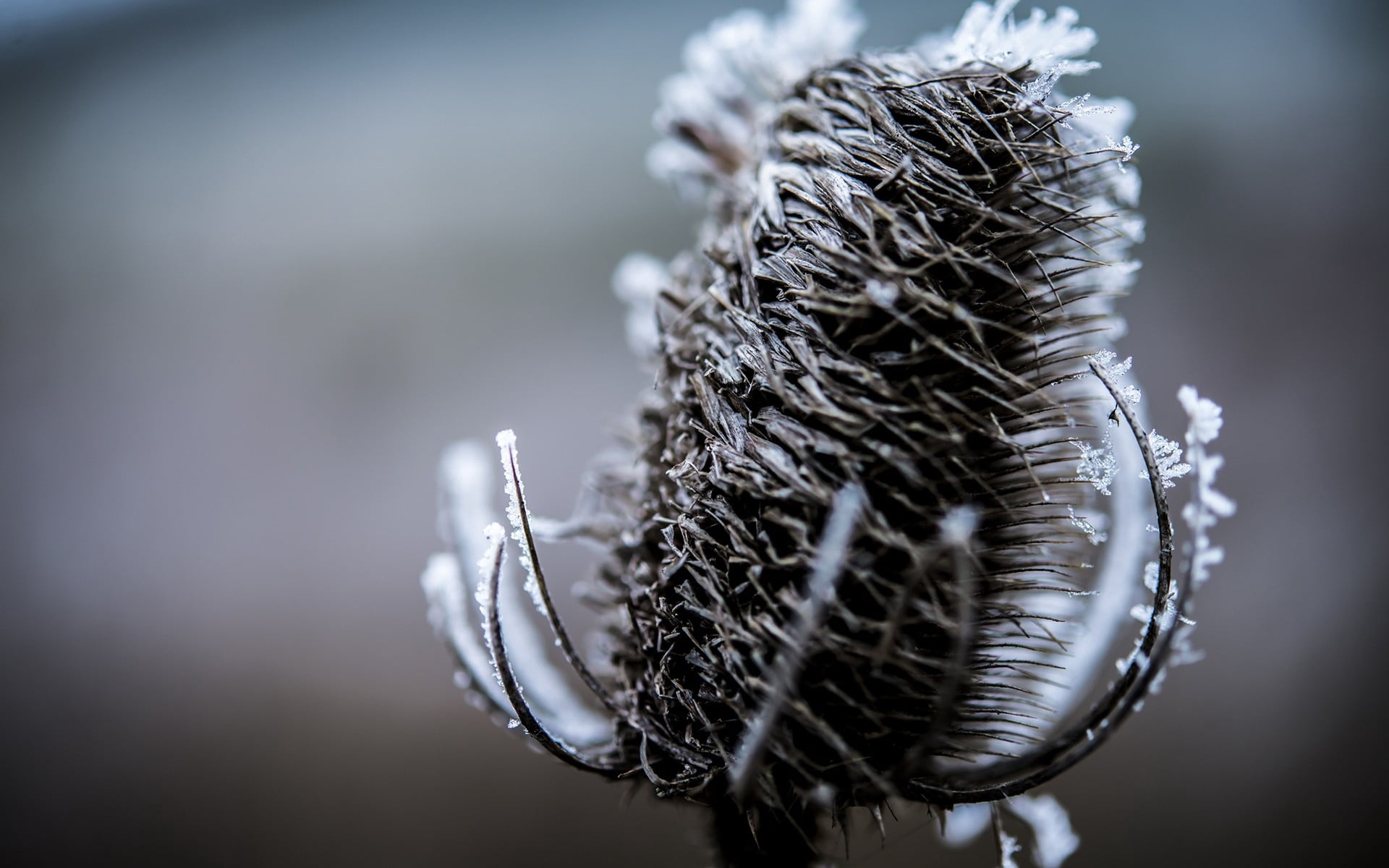 branches, silver colored, plants, snow, ice, selective focus, feather, close-up, winter, dead plant, white, brown, tranquility, no people, day, frozen, HD Wallpaper