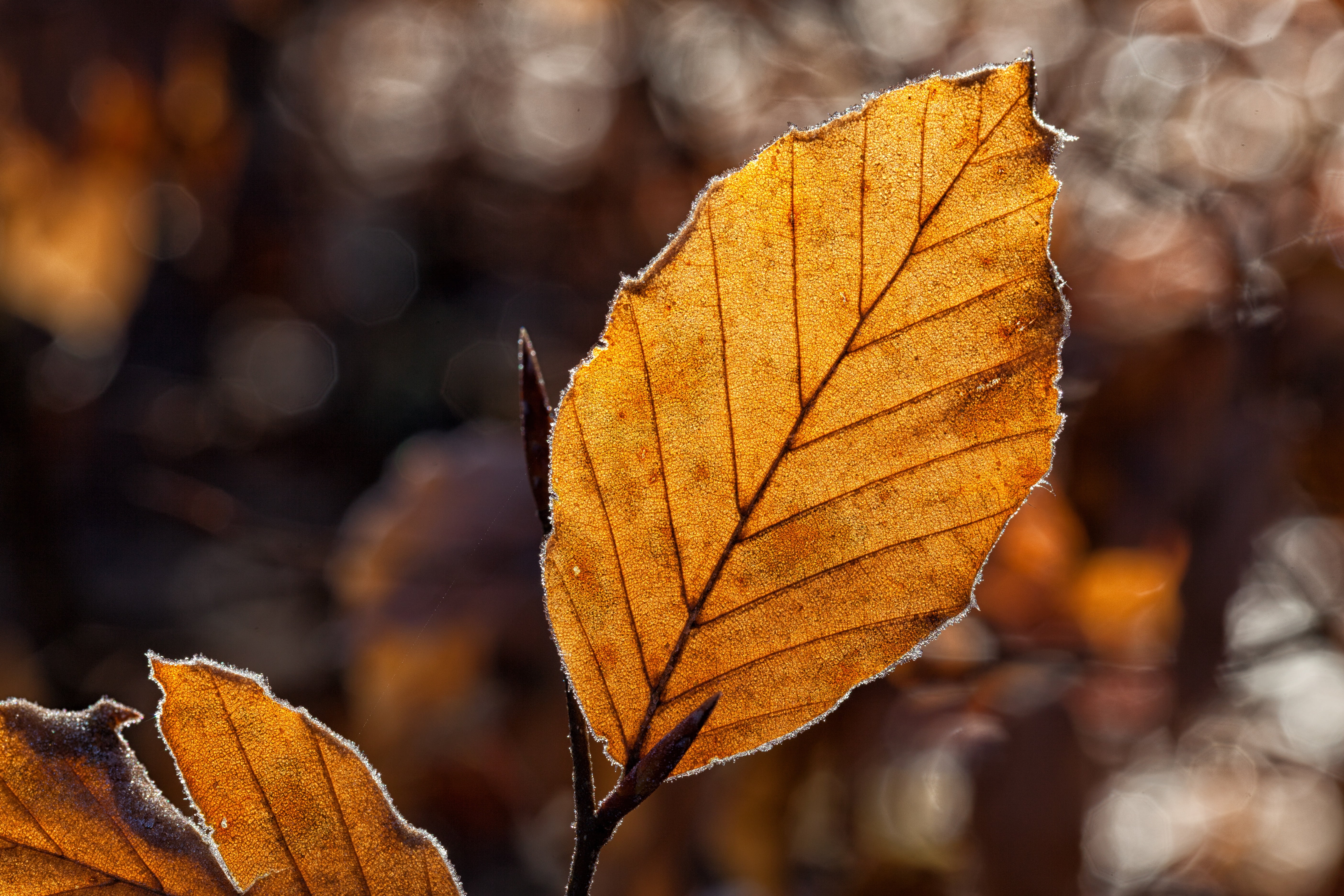 eiskristalle, leaf vein, maple leaf, change, photography, maple tree, day, back light, leaf, fall color, autumn, plant part, outdoors, fall leaves, 5K, HD Wallpaper