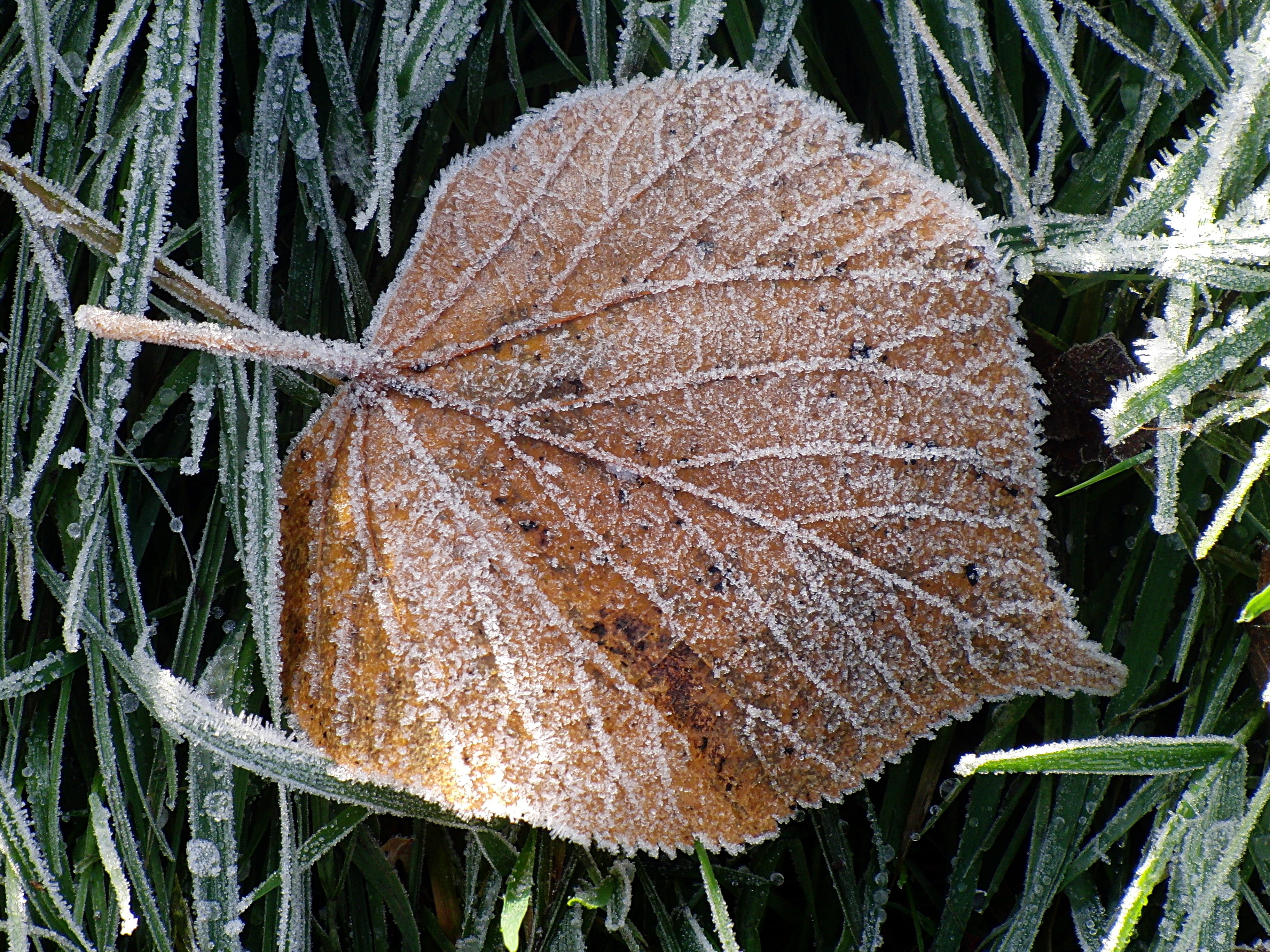icy, frost, cold, on frozen, growth, close-up, beauty in nature, vulnerability, cold temperature, dry, day, plant part, leaf vein, no people, outdoors, HD Wallpaper