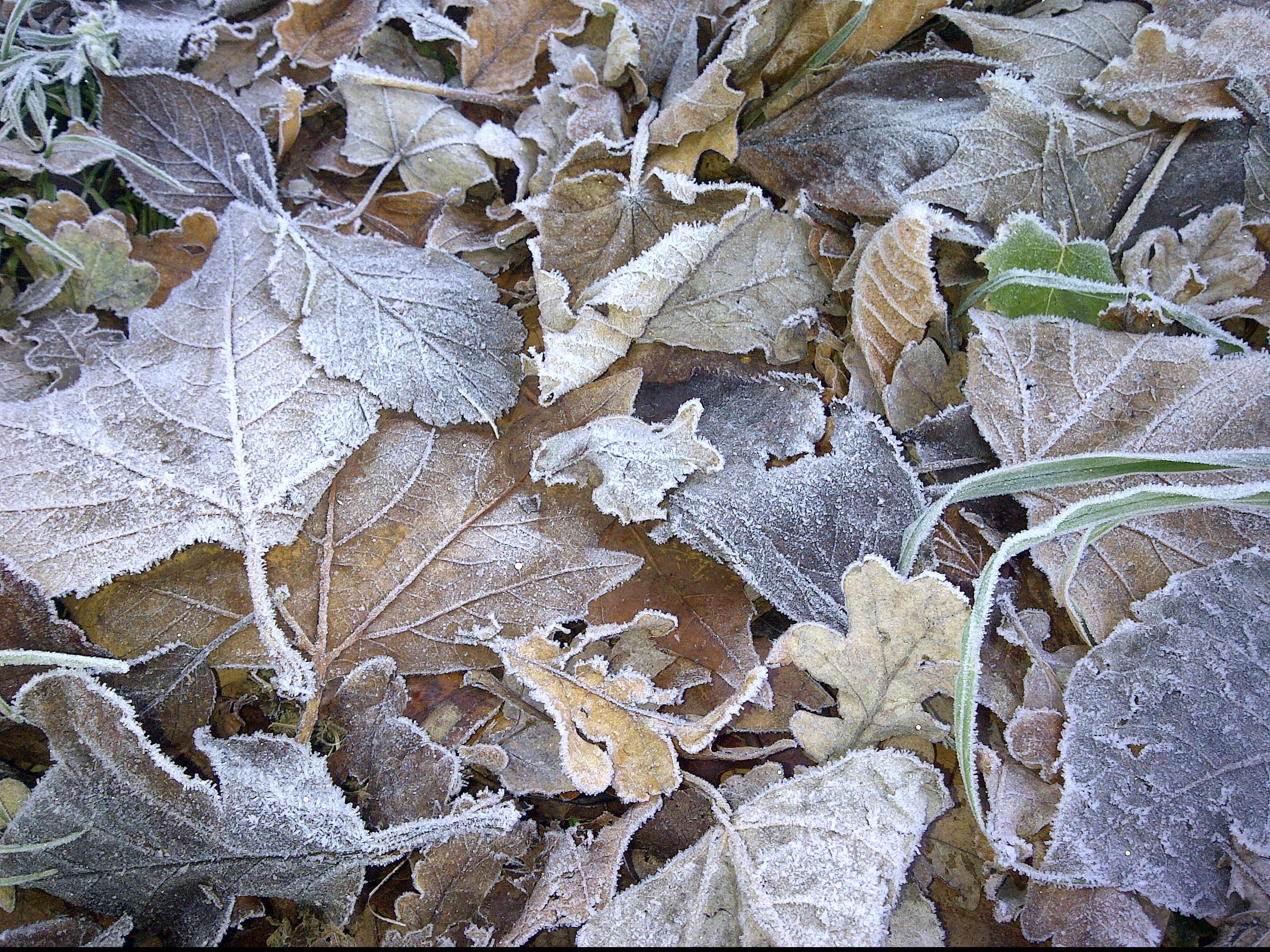 frozen, frosty leaves, frost, ice, change, plant, brown, close-up, full frame, autumn, cold temperature, winter, day, nature, foliage, outdoors, 2K, beauty in nature, HD Wallpaper