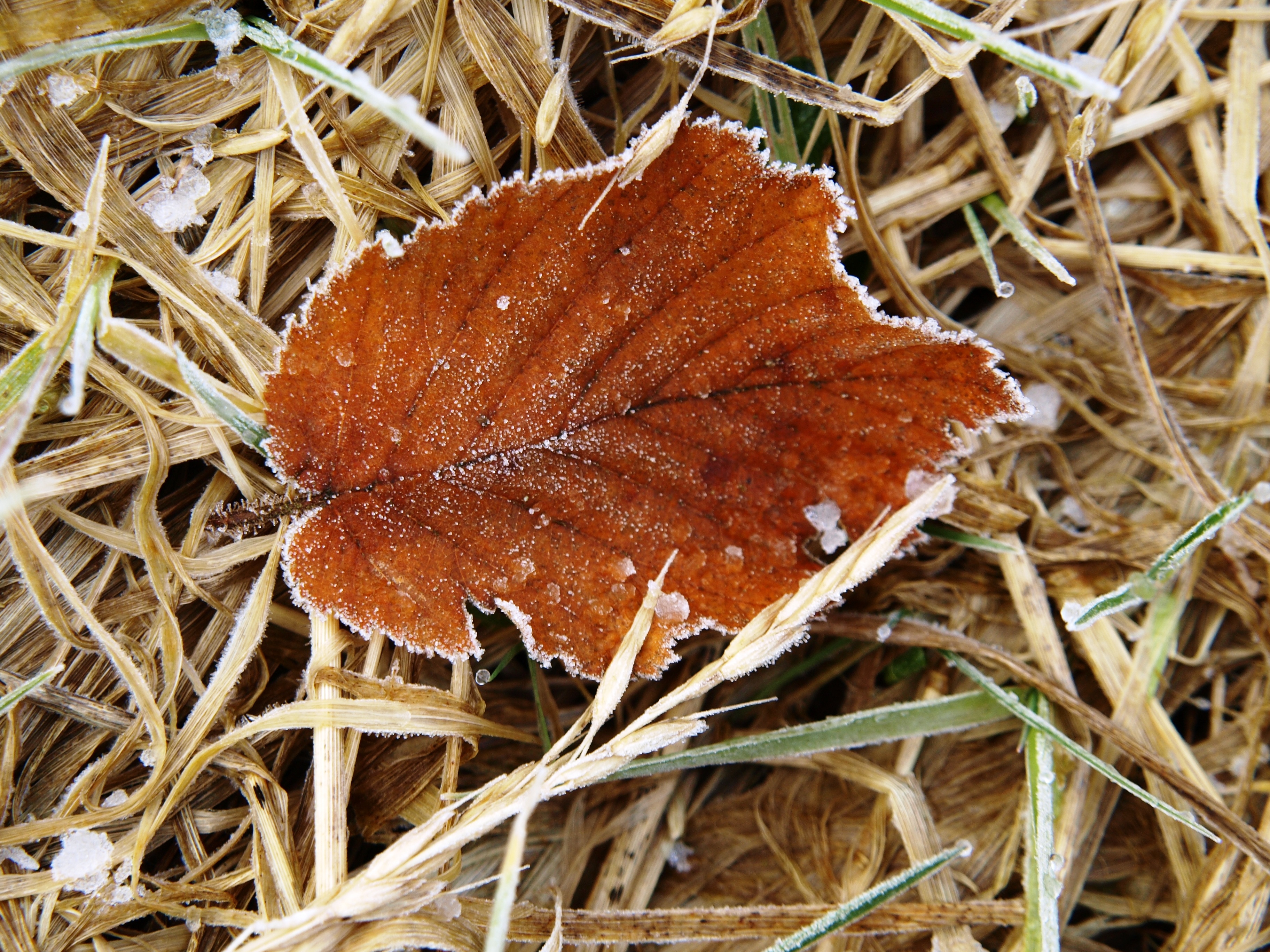 fallen, field, plant, growth, high angle view, close-up, dry, brown, day, no people, orange color, water, nature, outdoors, ice, frost, change, plant part, HD Wallpaper