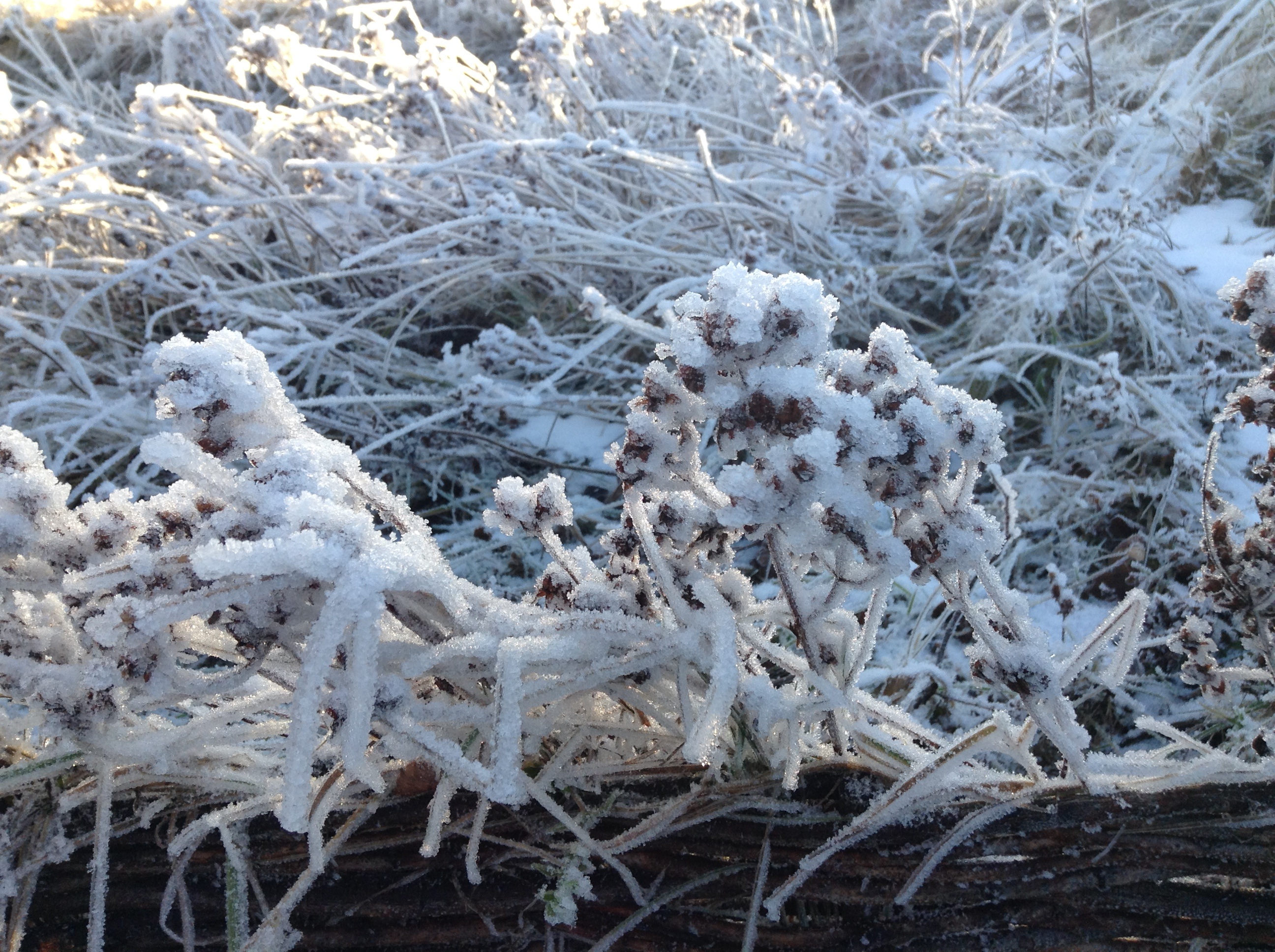 growth, snow, close-up, frozen, wintry, land, landscape, cold temperature, beauty in nature, plant, nature, field, day, outdoors, no people, white color, HD Wallpaper