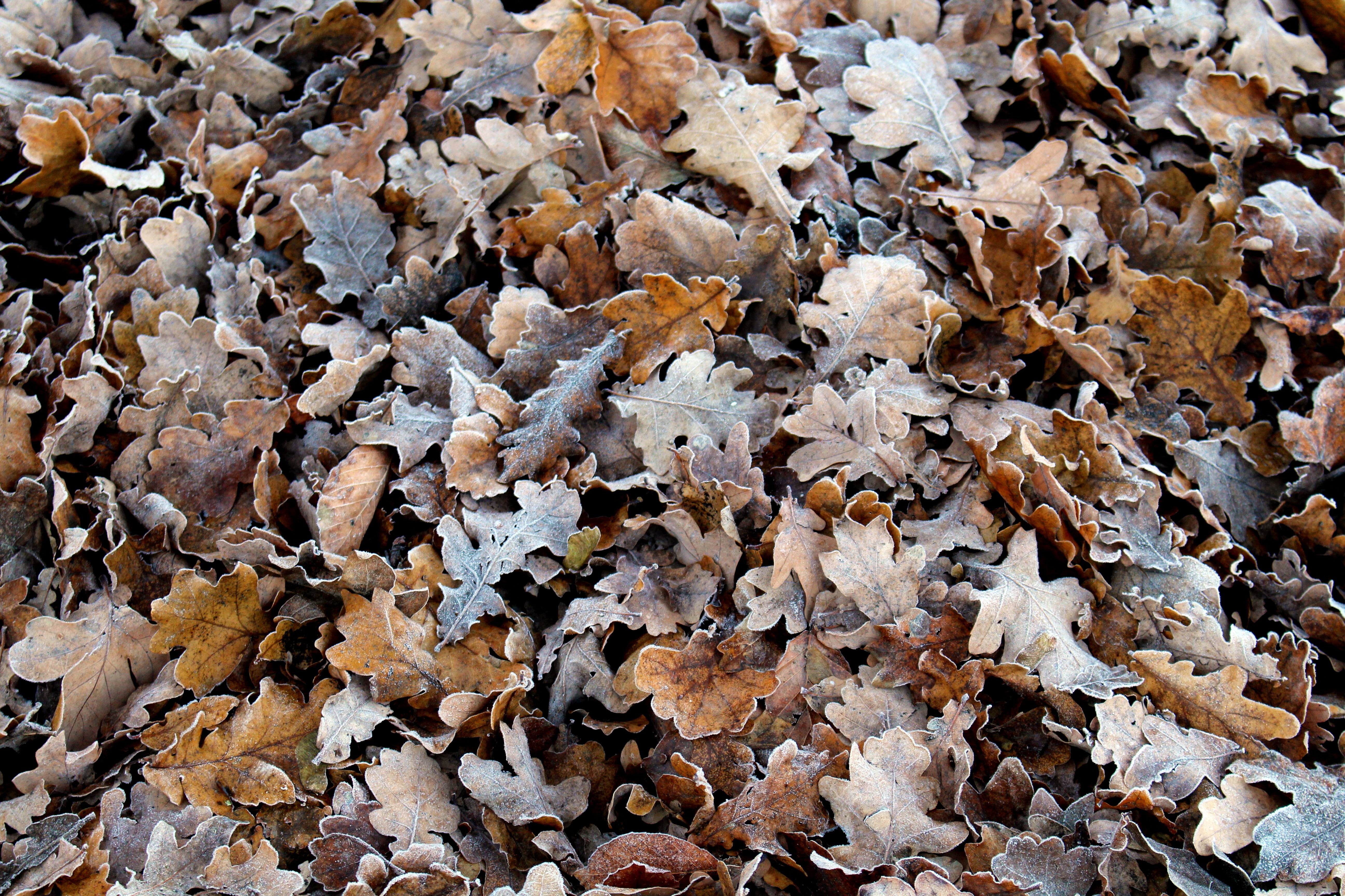 ripe, outdoors, atmospheric, leaves, frozen, large group of objects, green leaves, crystals, transient, high angle view, cold, on frozen, 5K, change, close-up, HD Wallpaper