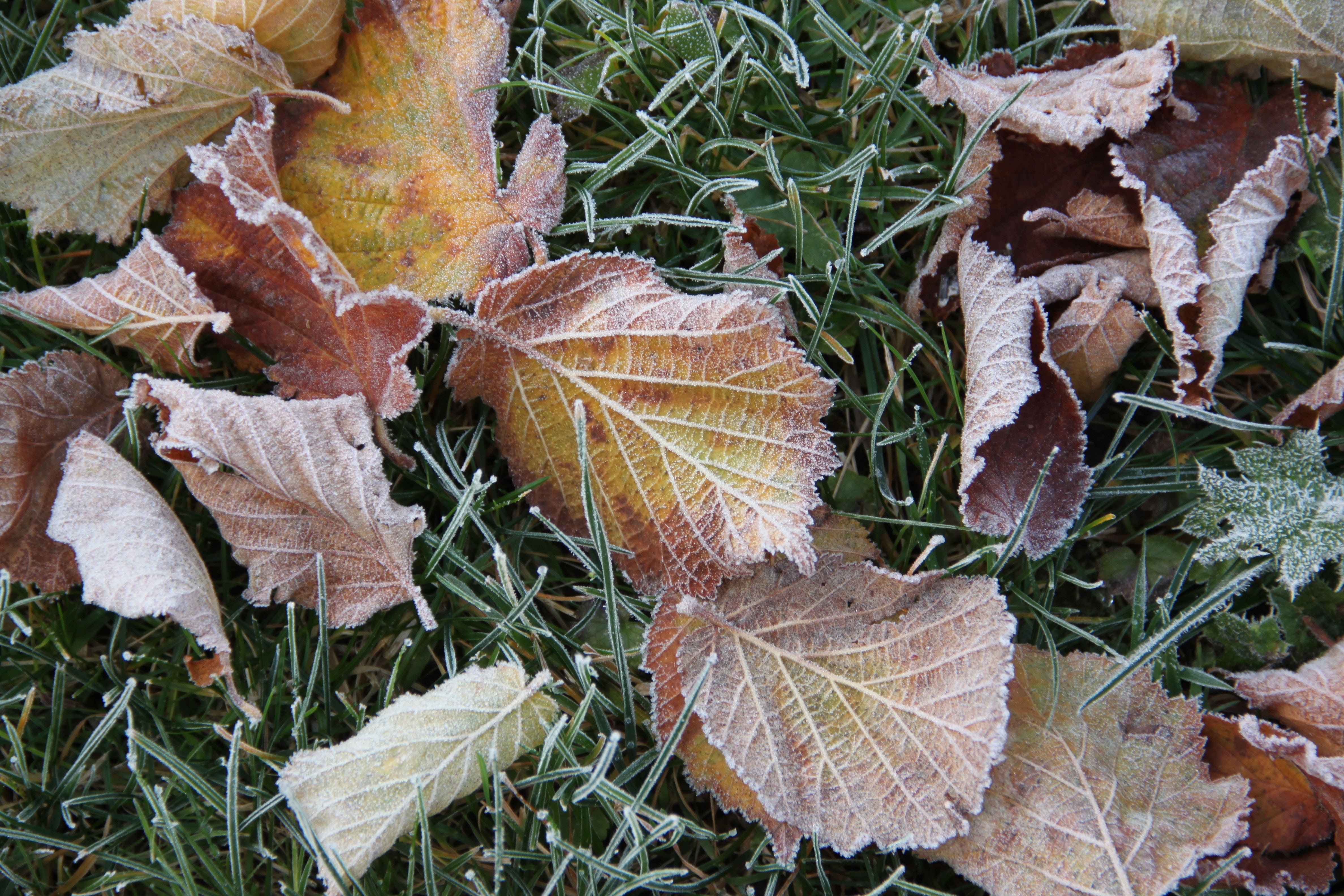 silent, winter, land, change, autumn, leaf, frost, ripe, outdoors, plant, cold, natural condition, hoarfrost, 4K, dry, nature, high angle view, leaves, HD Wallpaper