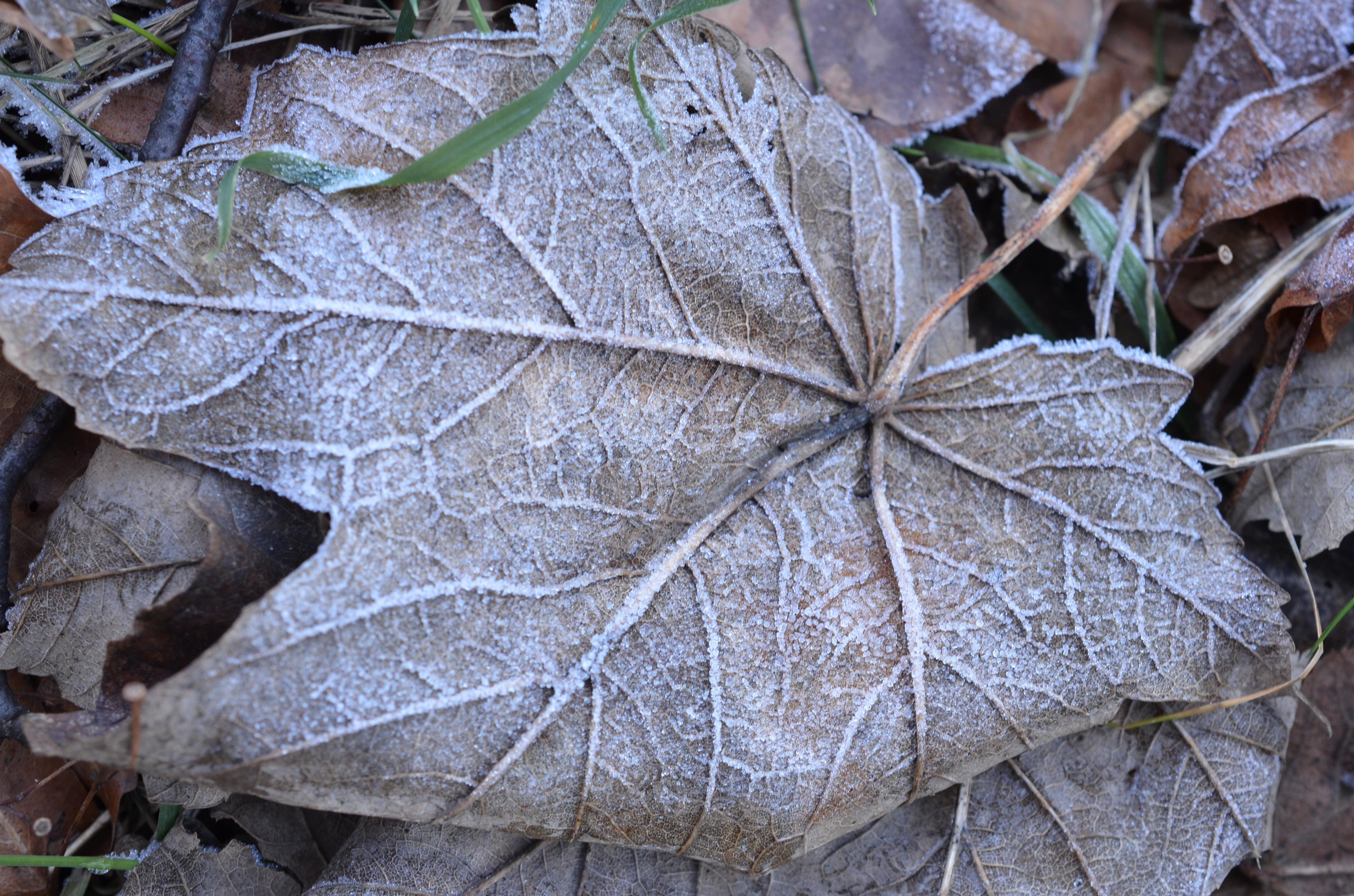 cold, natural condition, land, frozen, frost, winter, ice, close-up, outdoors, fragility, autumn, plant part, change, no people, leaf, snow, plant, cold temperature, HD Wallpaper