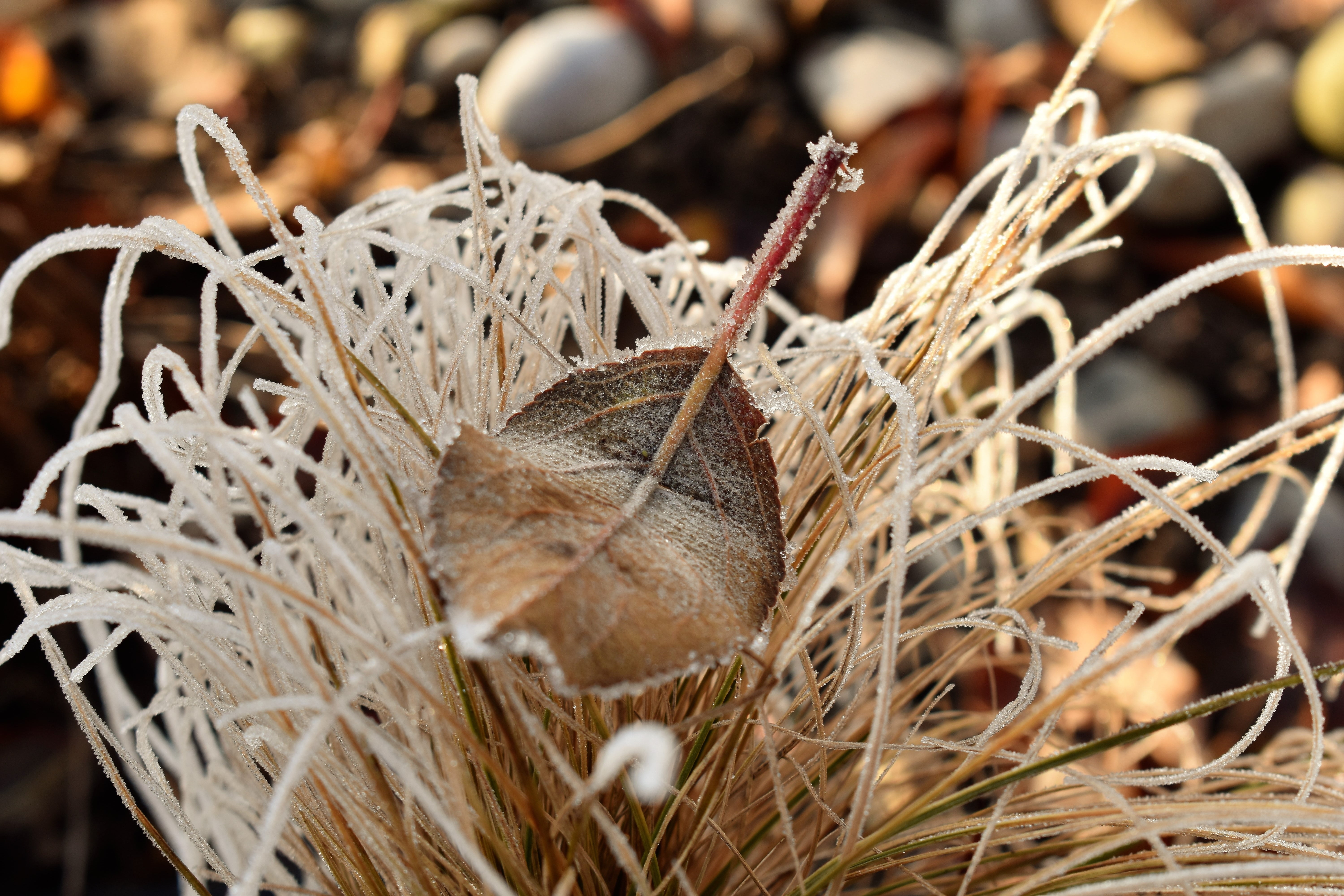 day, plant part, outdoors, straw, focus on foreground, dry, plant, tree, grass, leaves, twig, close-up, selective focus, green, close, hay, brown, leaf, HD Wallpaper