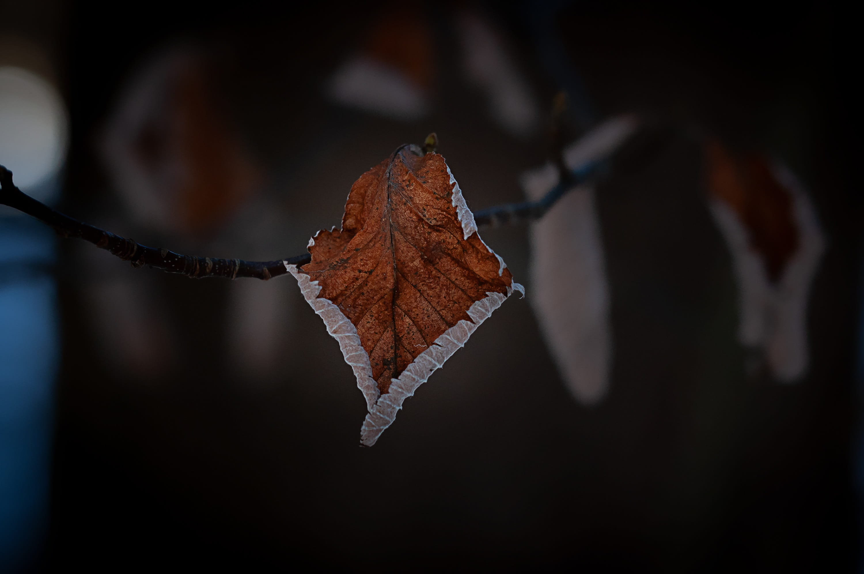 outdoors, tree, winter, plant, vulnerability, fragility, tree leaf, no people, brown, transient, arid, leaves, change, beauty in nature, plant part, leaf vein, HD Wallpaper