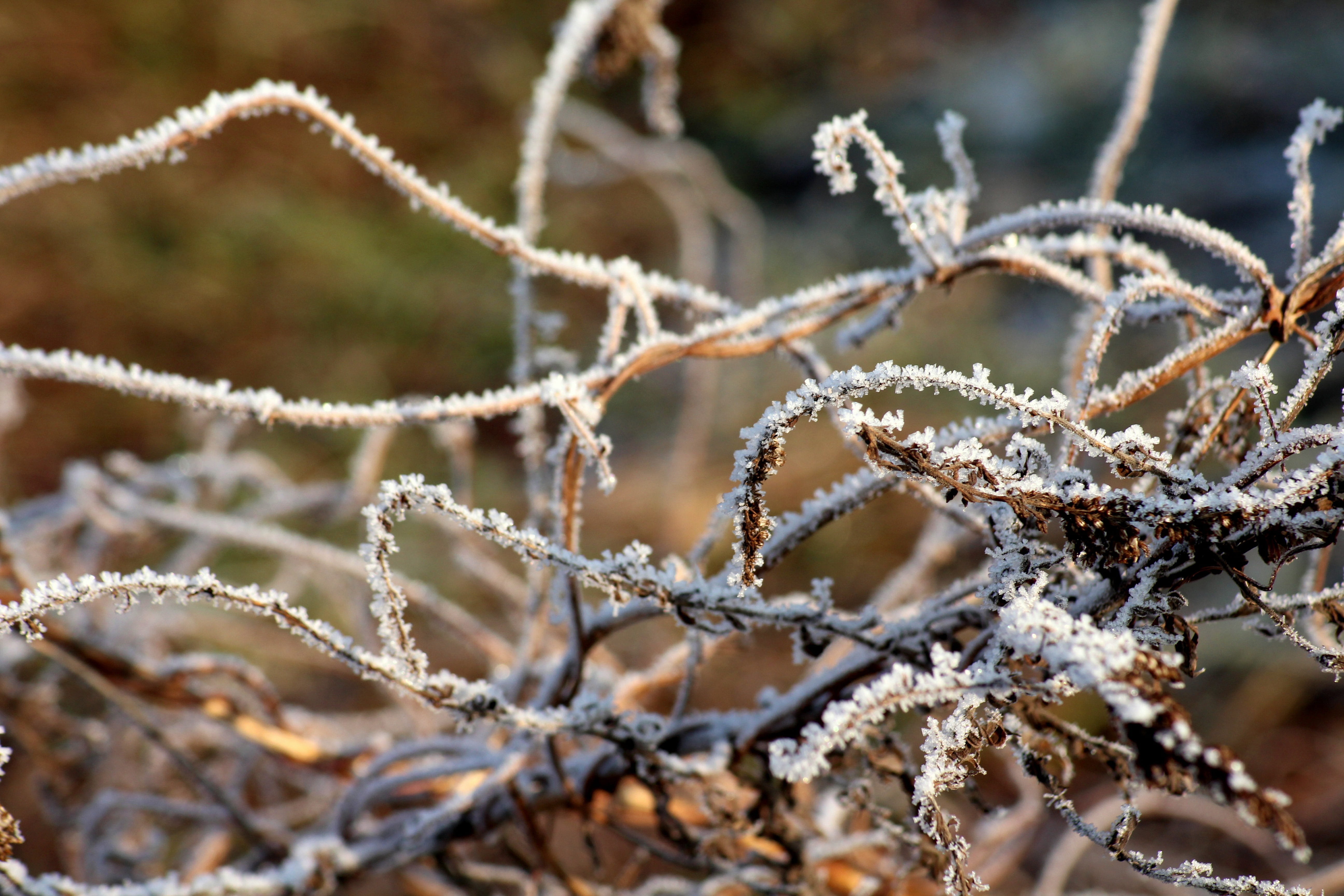 tranquility, selective focus, close-up, outdoors, winter, 5K, nature, plant, dried plant, fir tree, focus on foreground, beauty in nature, ice, day, frost, HD Wallpaper