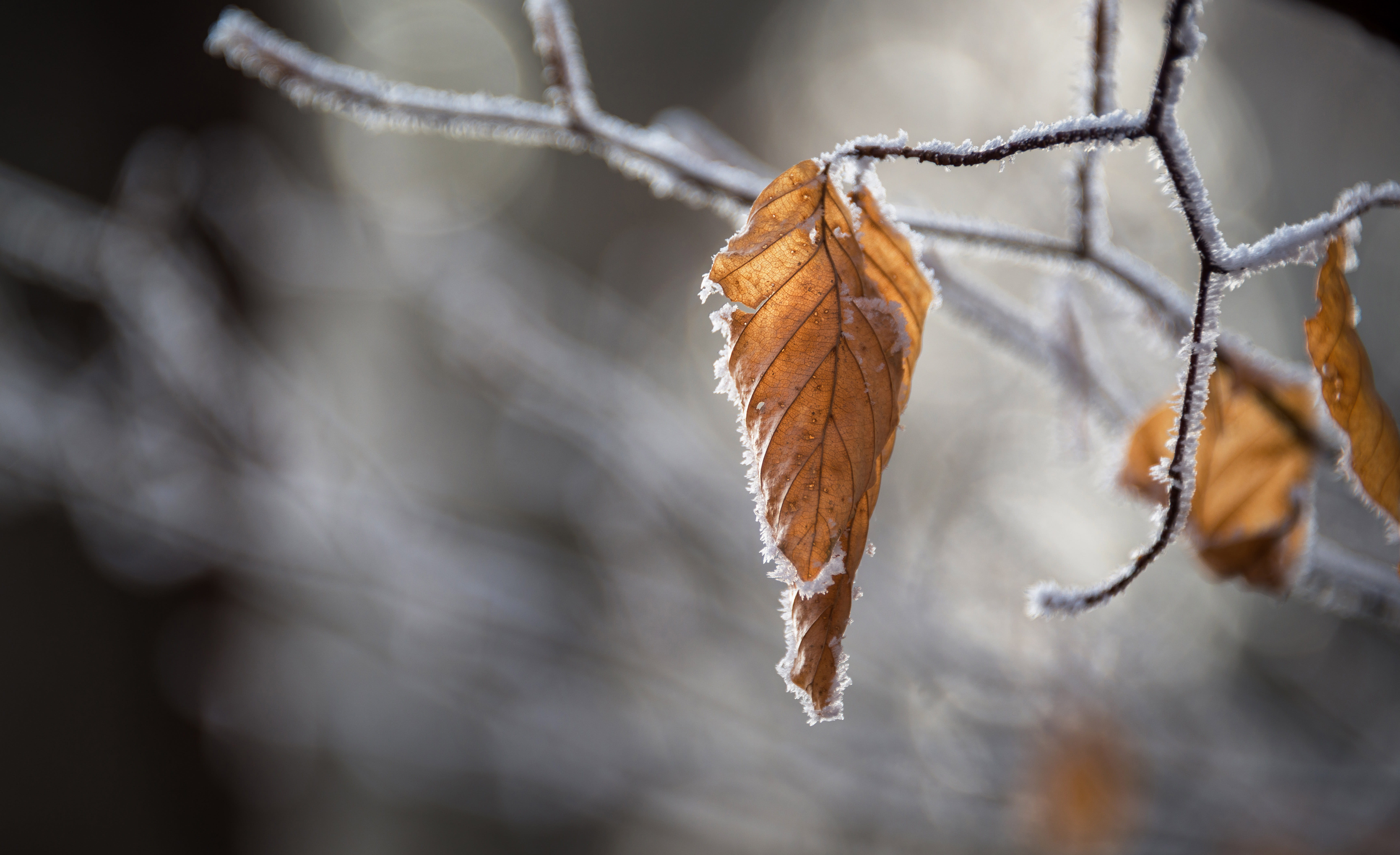 5K, branch, dry, winter, plant, leaf, photo, no people, tree, snow, day, leaves, dead plant, plant part, frost, shallow, close-up, frozen, outdoors, change, HD Wallpaper